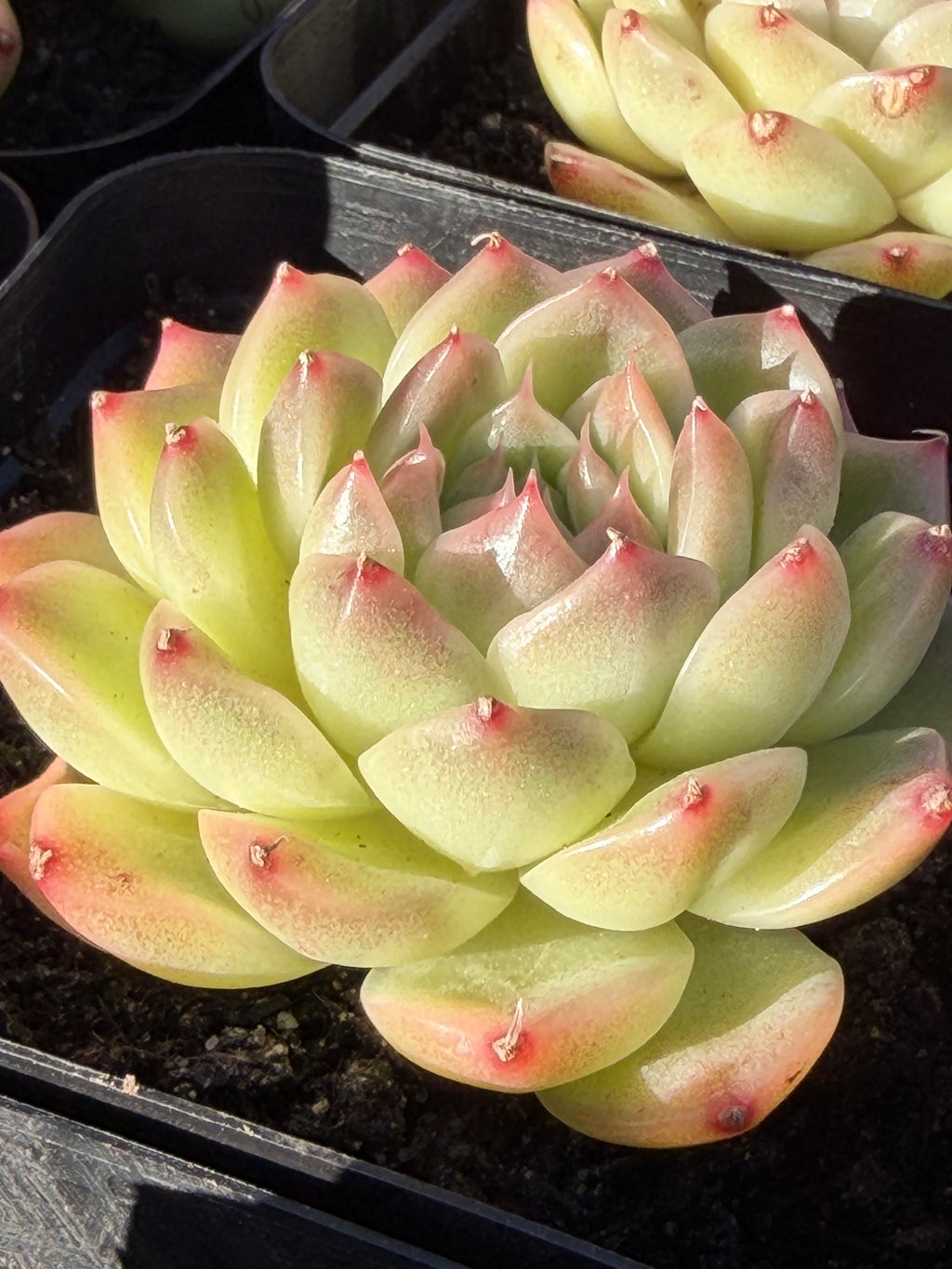 Rare Echeveria ‘Malgan‑1’ — Premium Korean Hybrid (Single or Multi‑Head)**
