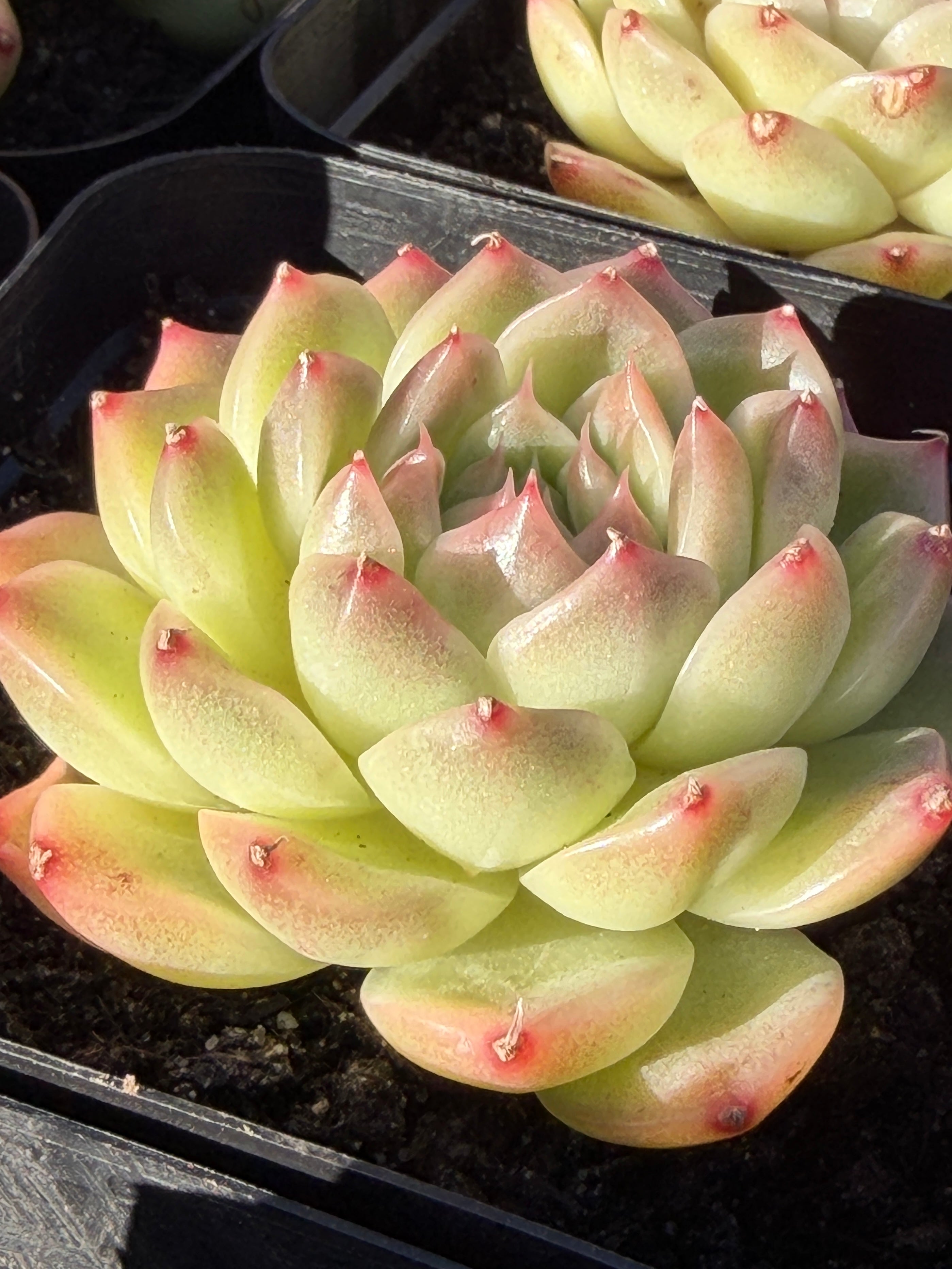 Rare Echeveria ‘Malgan‑1’ — Premium Korean Hybrid (Single or Multi‑Head)**