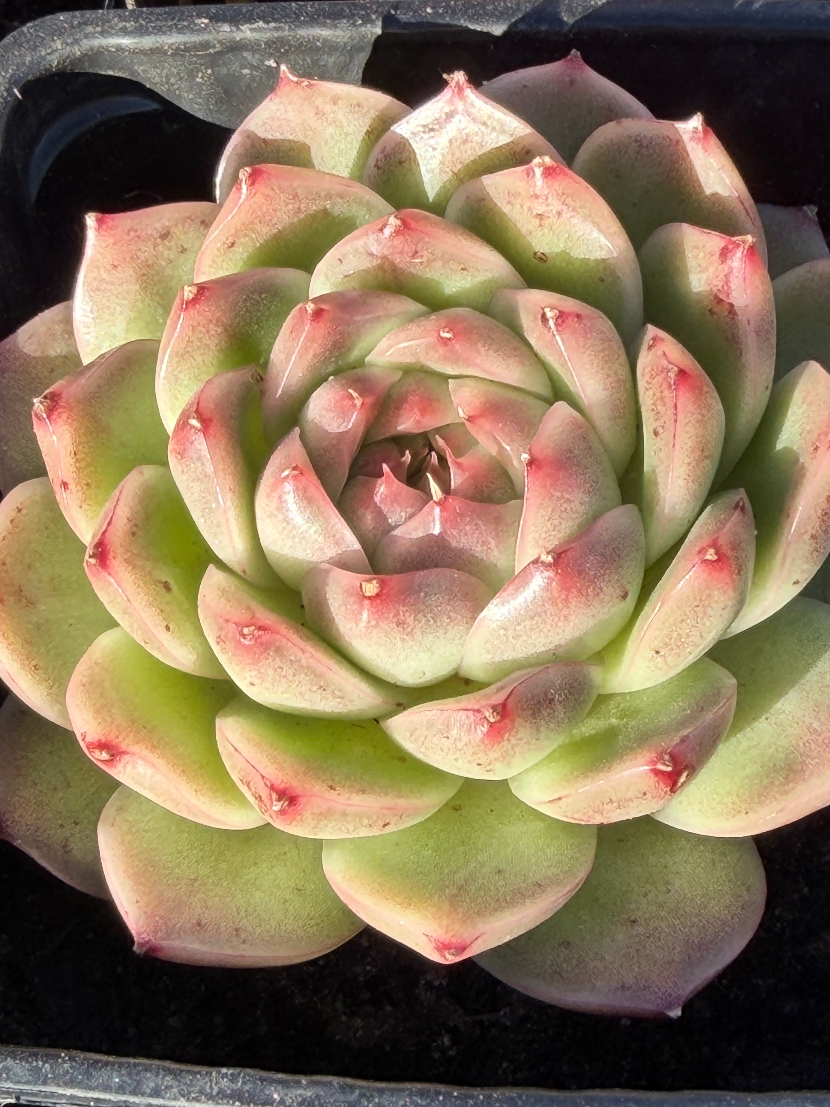 Rare Echeveria ‘Malgan‑1’ — Premium Korean Hybrid (Single or Multi‑Head)**