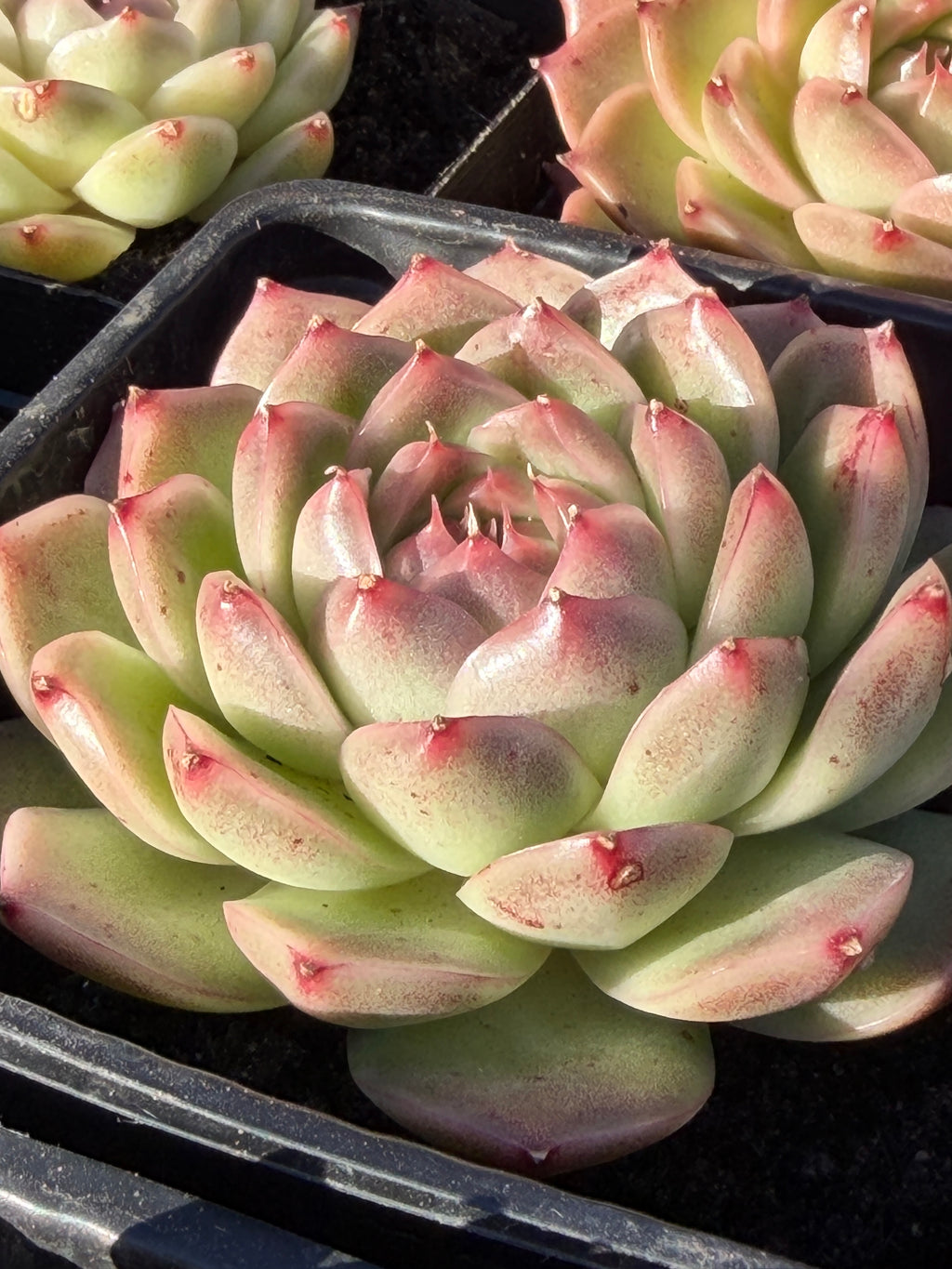 Rare Echeveria ‘Malgan‑1’ — Premium Korean Hybrid (Single or Multi‑Head)**