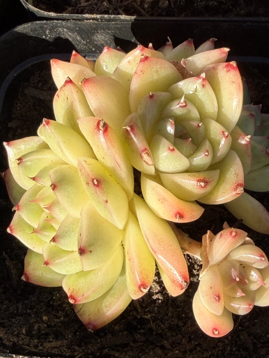 Rare Echeveria ‘Malgan‑1’ — Premium Korean Hybrid (Single or Multi‑Head)**