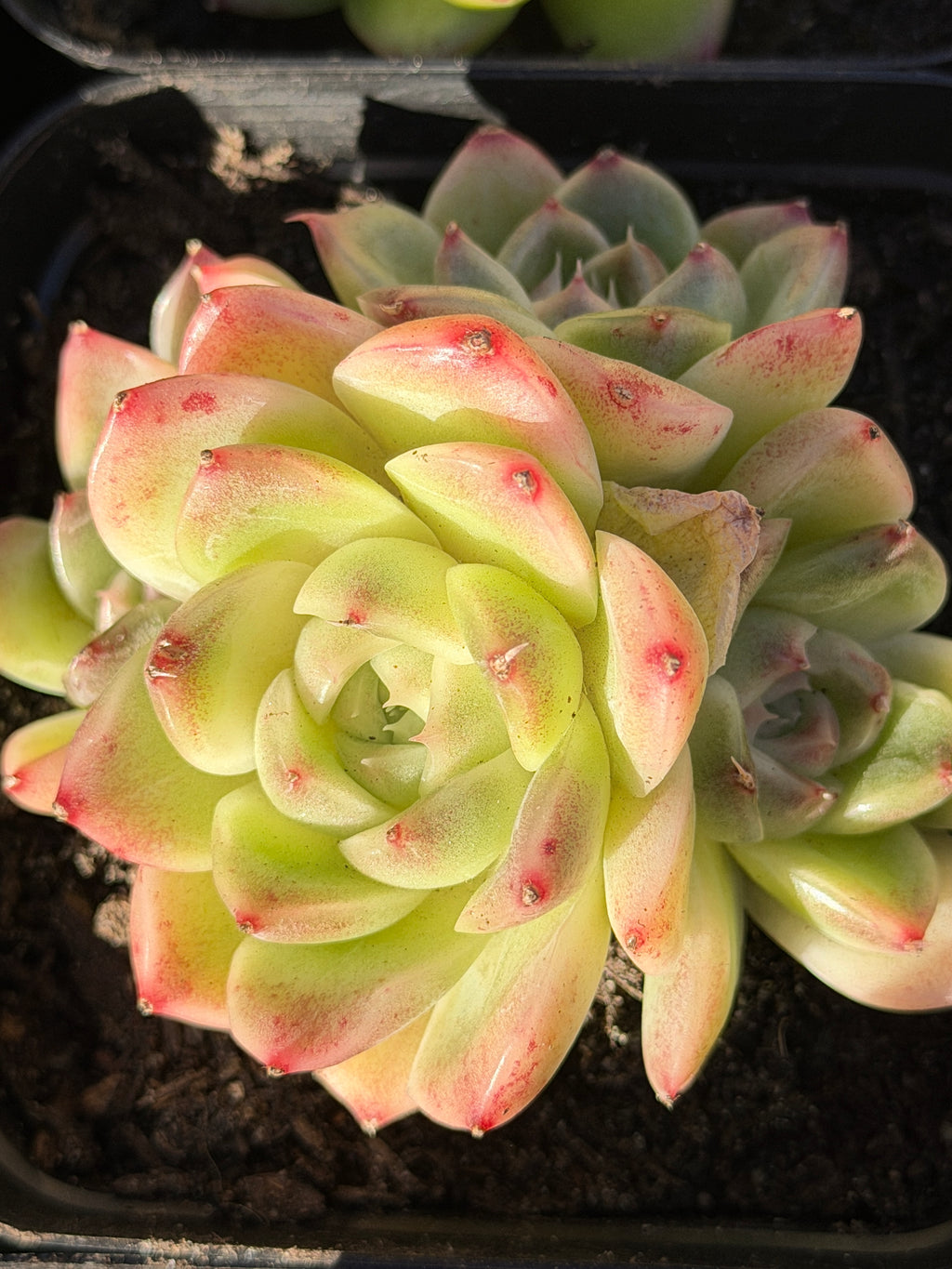 Rare Echeveria ‘Malgan‑1’ — Premium Korean Hybrid (Single or Multi‑Head)**