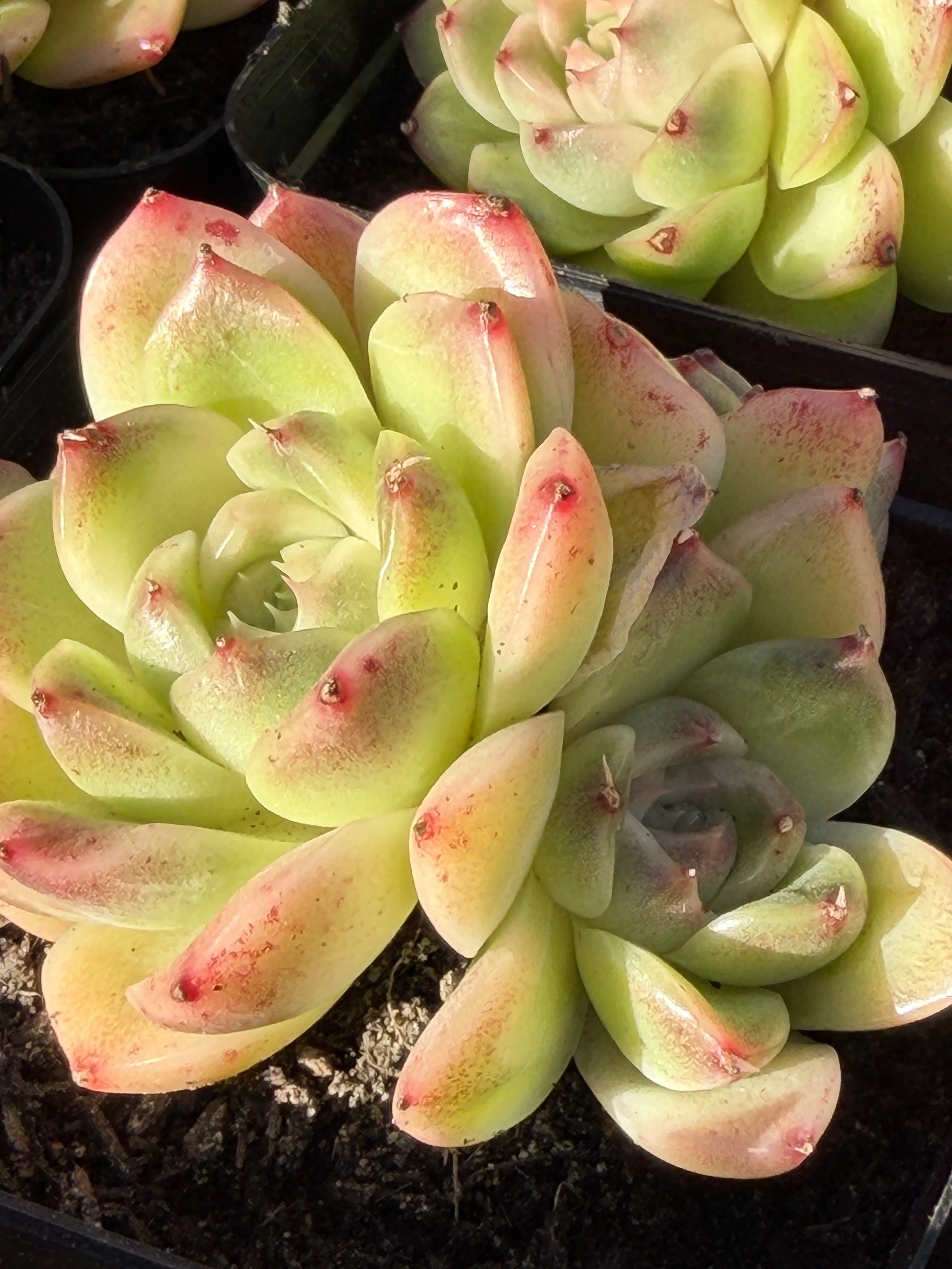 Rare Echeveria ‘Malgan‑1’ — Premium Korean Hybrid (Single or Multi‑Head)**