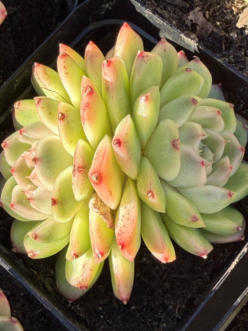 Rare Echeveria ‘Malgan‑1’ — Premium Korean Hybrid (Single or Multi‑Head)**