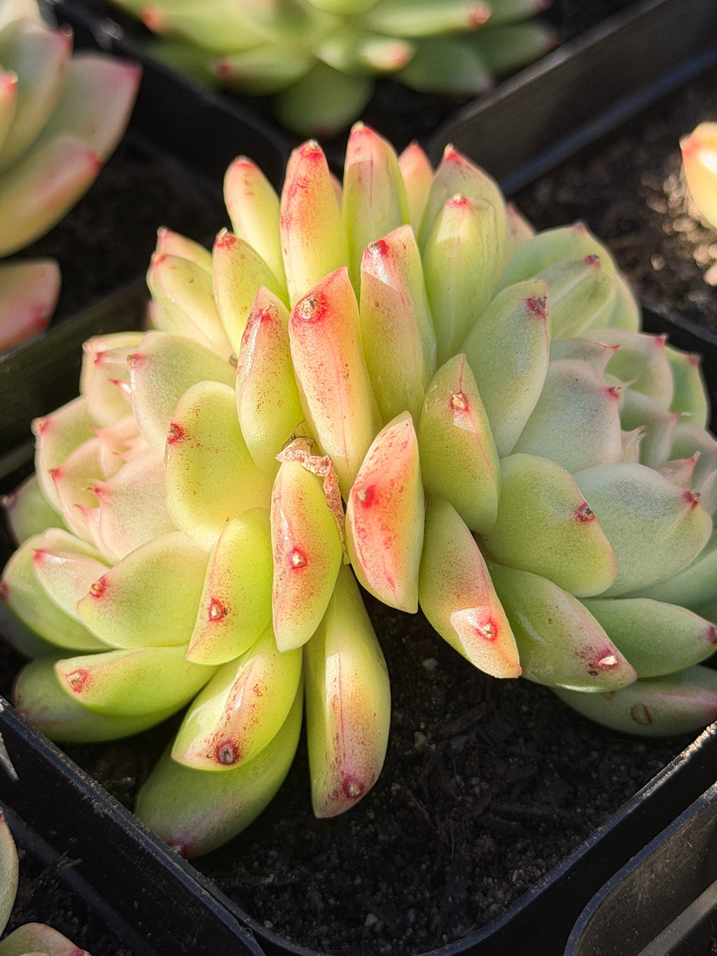 Rare Echeveria ‘Malgan‑1’ — Premium Korean Hybrid (Single or Multi‑Head)**
