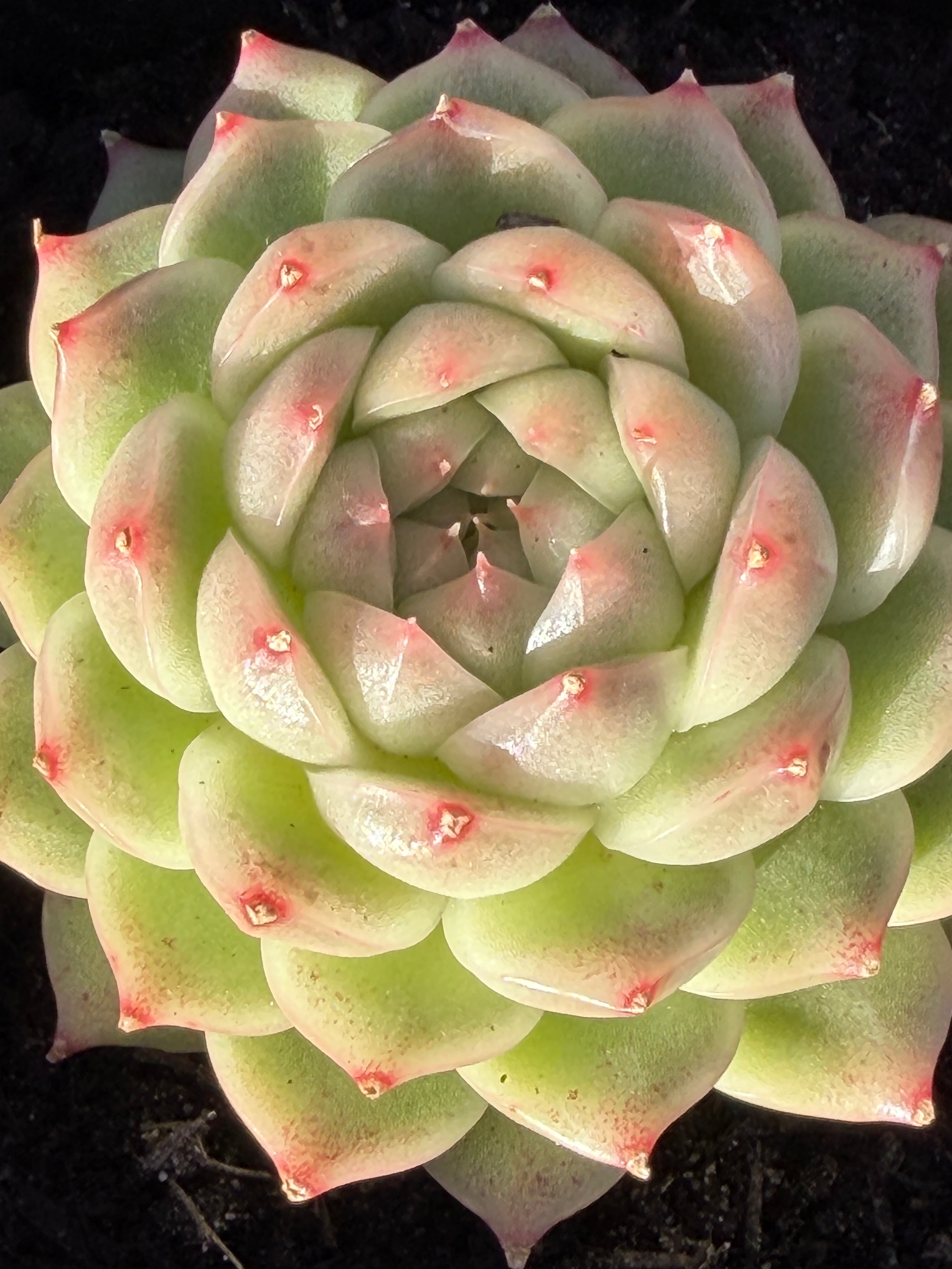 Rare Echeveria ‘Malgan‑1’ — Premium Korean Hybrid (Single or Multi‑Head)**