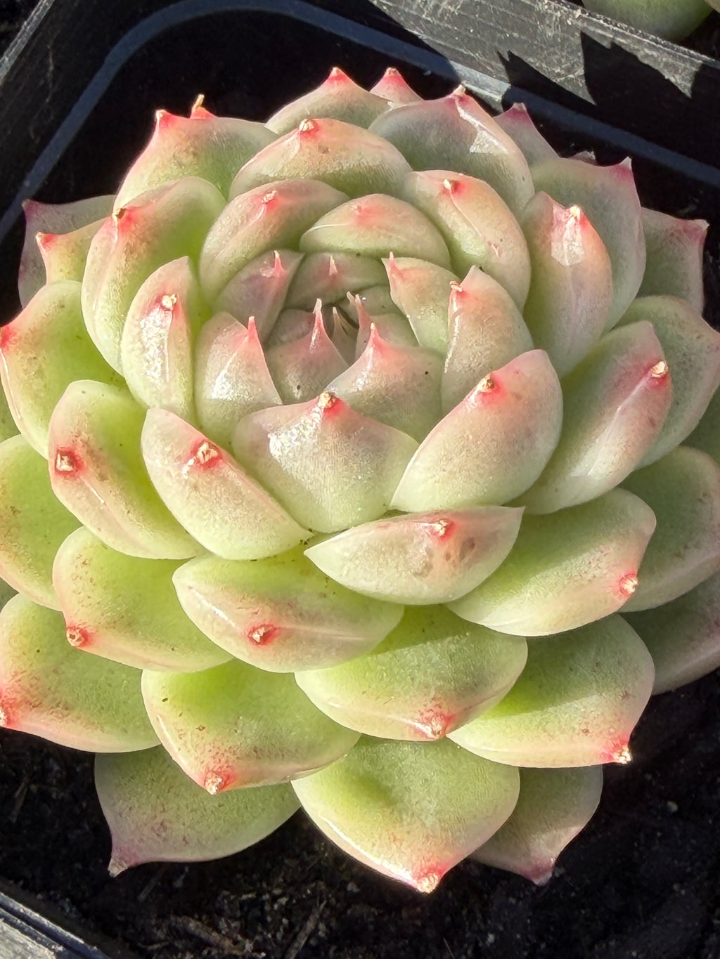 Rare Echeveria ‘Malgan‑1’ — Premium Korean Hybrid (Single or Multi‑Head)**