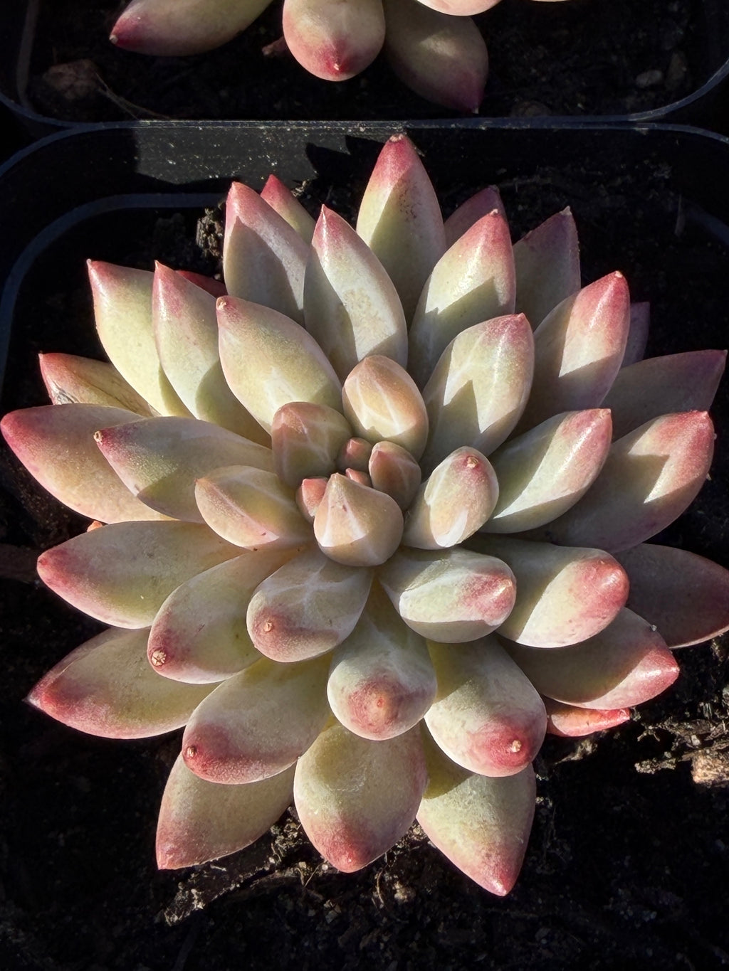 Rare Echeveria ‘Cherries’ – Imported, Acclimated & Shipped from California
