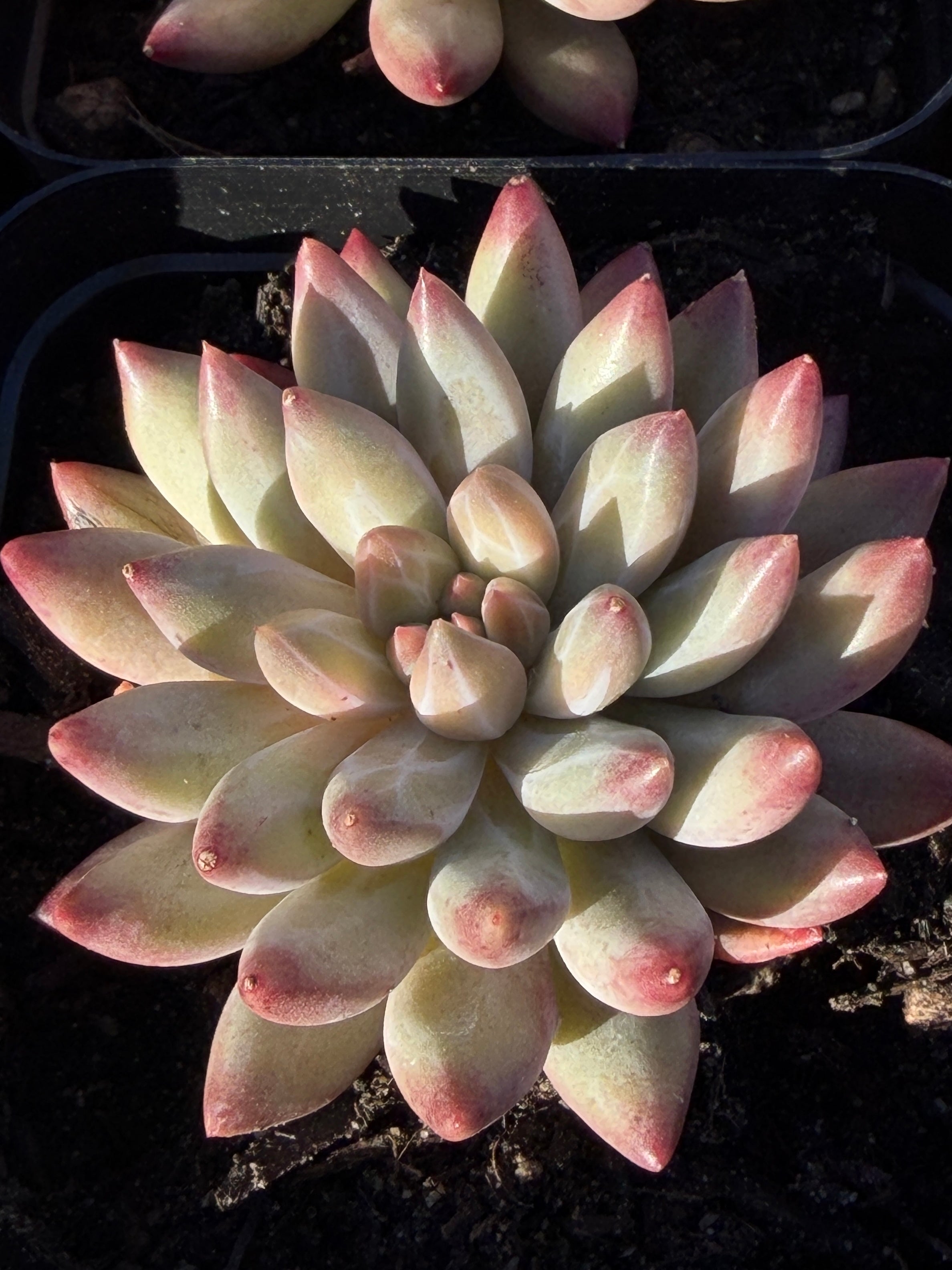 Rare Echeveria ‘Cherries’ – Imported, Acclimated & Shipped from California