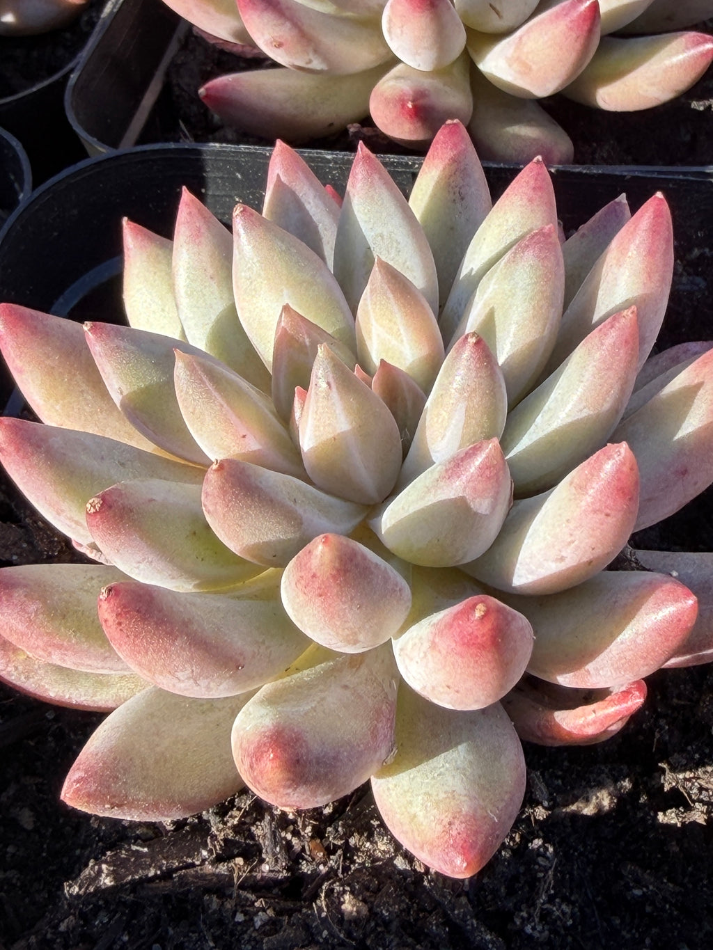 Rare Echeveria ‘Cherries’ – Imported, Acclimated & Shipped from California