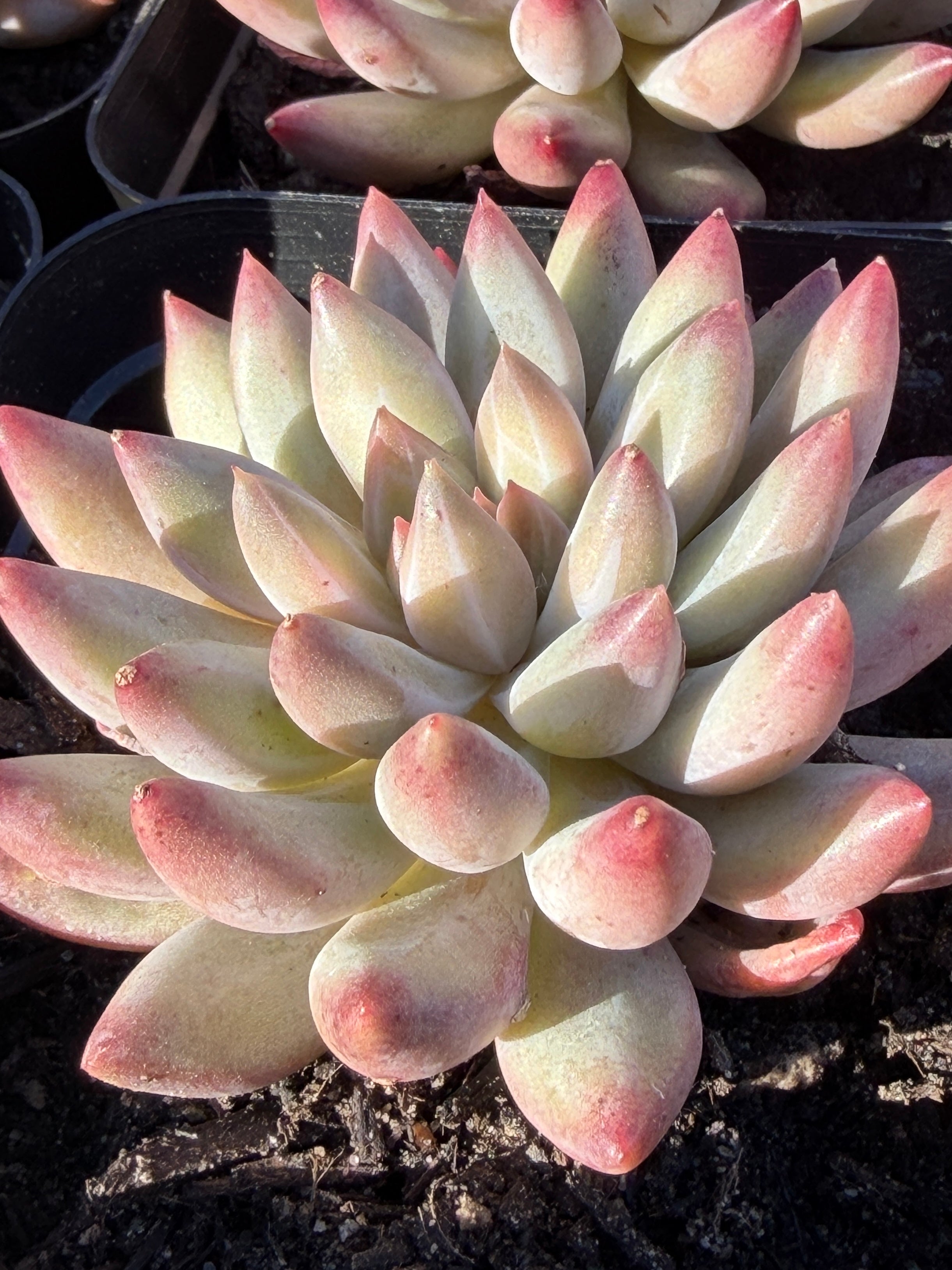 Rare Echeveria ‘Cherries’ – Imported, Acclimated & Shipped from California