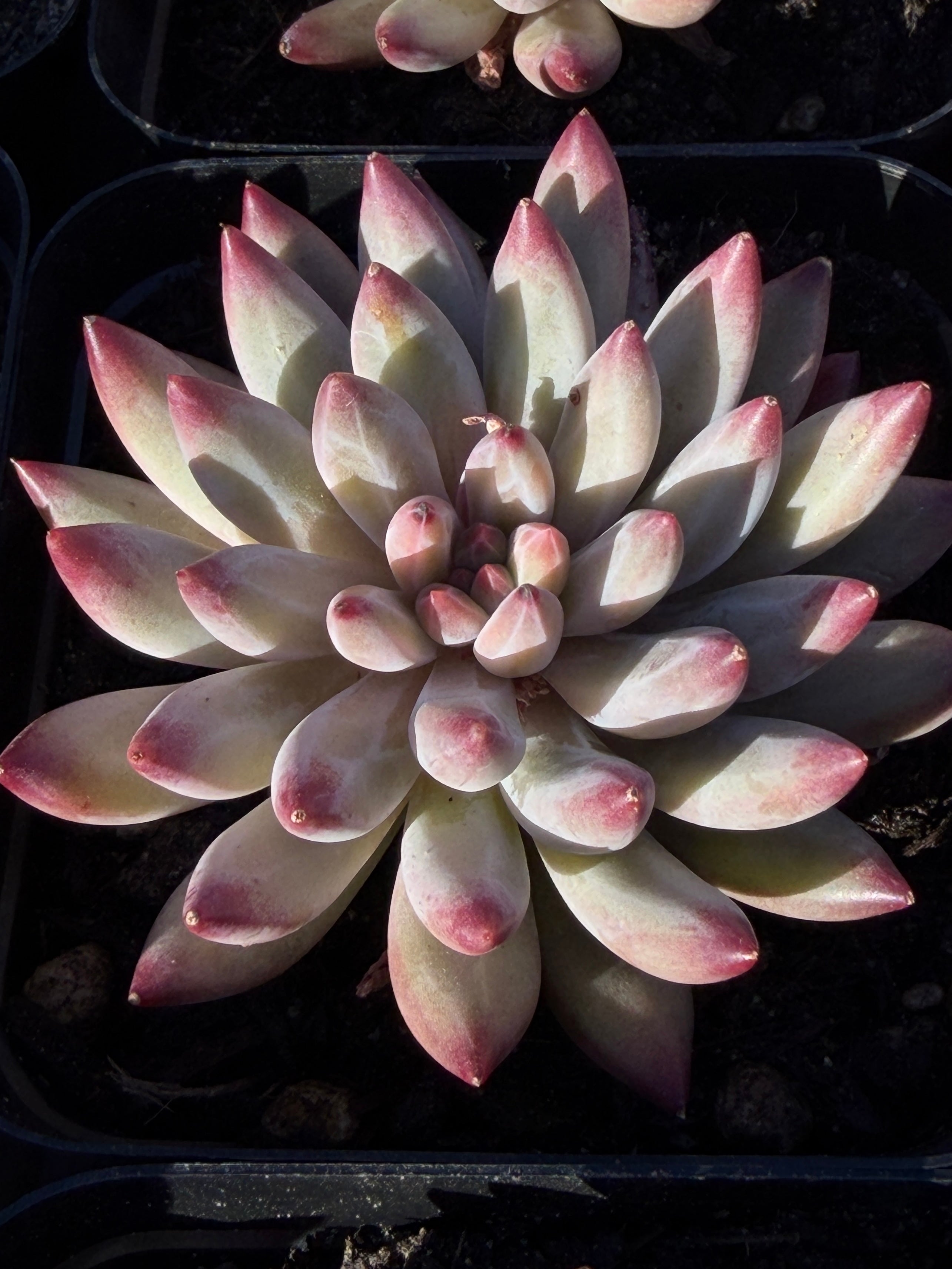 Rare Echeveria ‘Cherries’ – Imported, Acclimated & Shipped from California