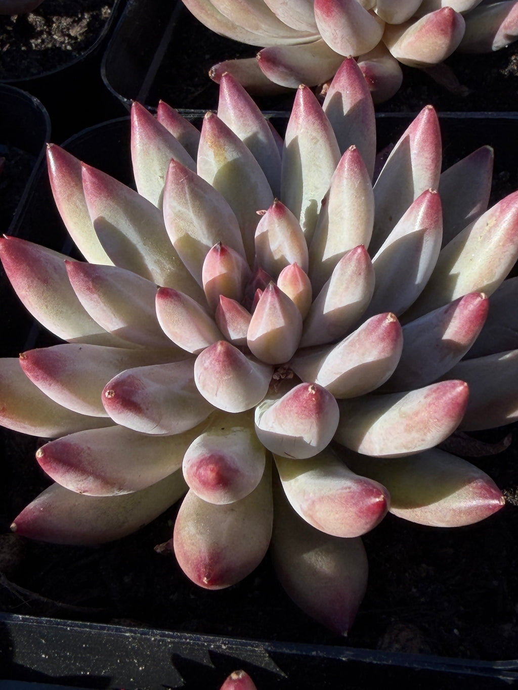 Rare Echeveria ‘Cherries’ – Imported, Acclimated & Shipped from California