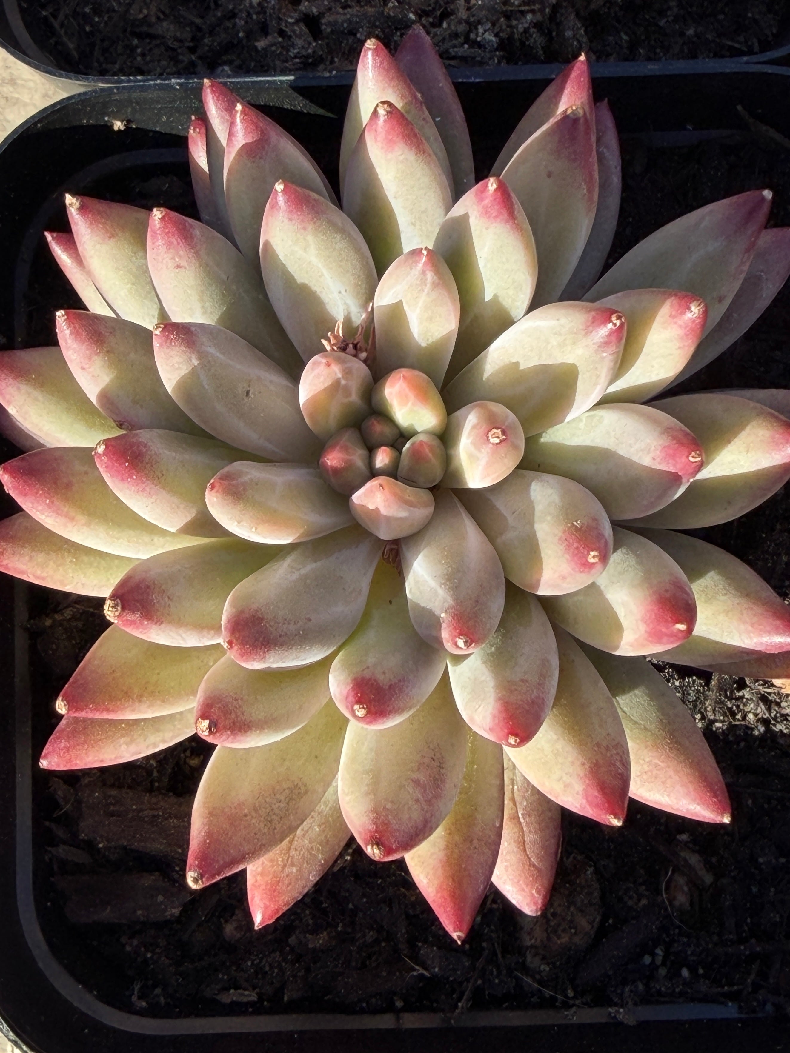 Rare Echeveria ‘Cherries’ – Imported, Acclimated & Shipped from California