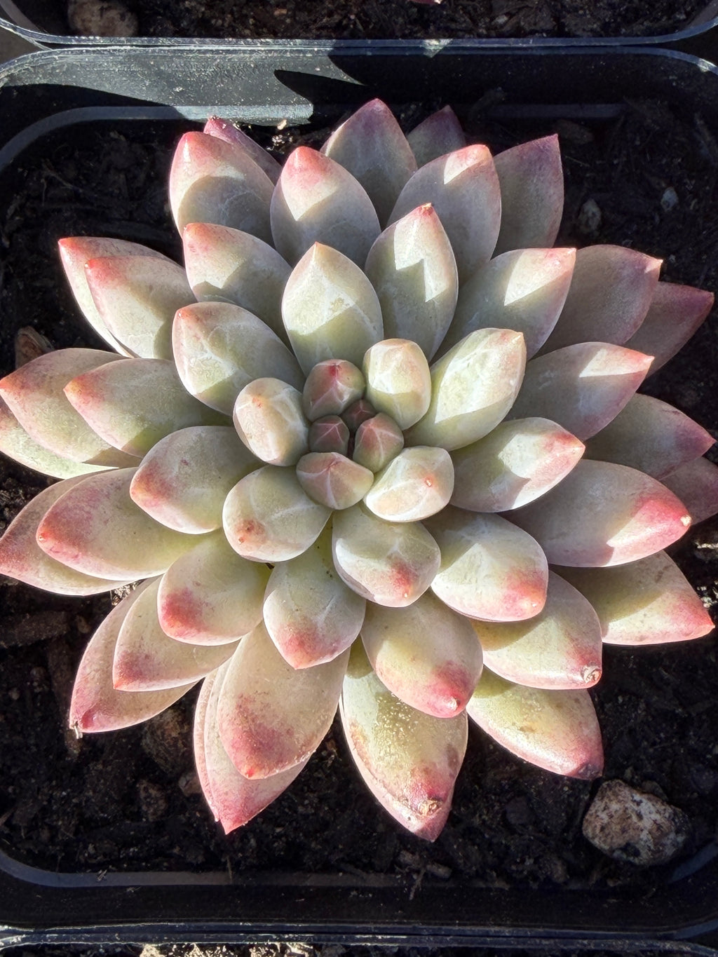 Rare Echeveria ‘Cherries’ – Imported, Acclimated & Shipped from California
