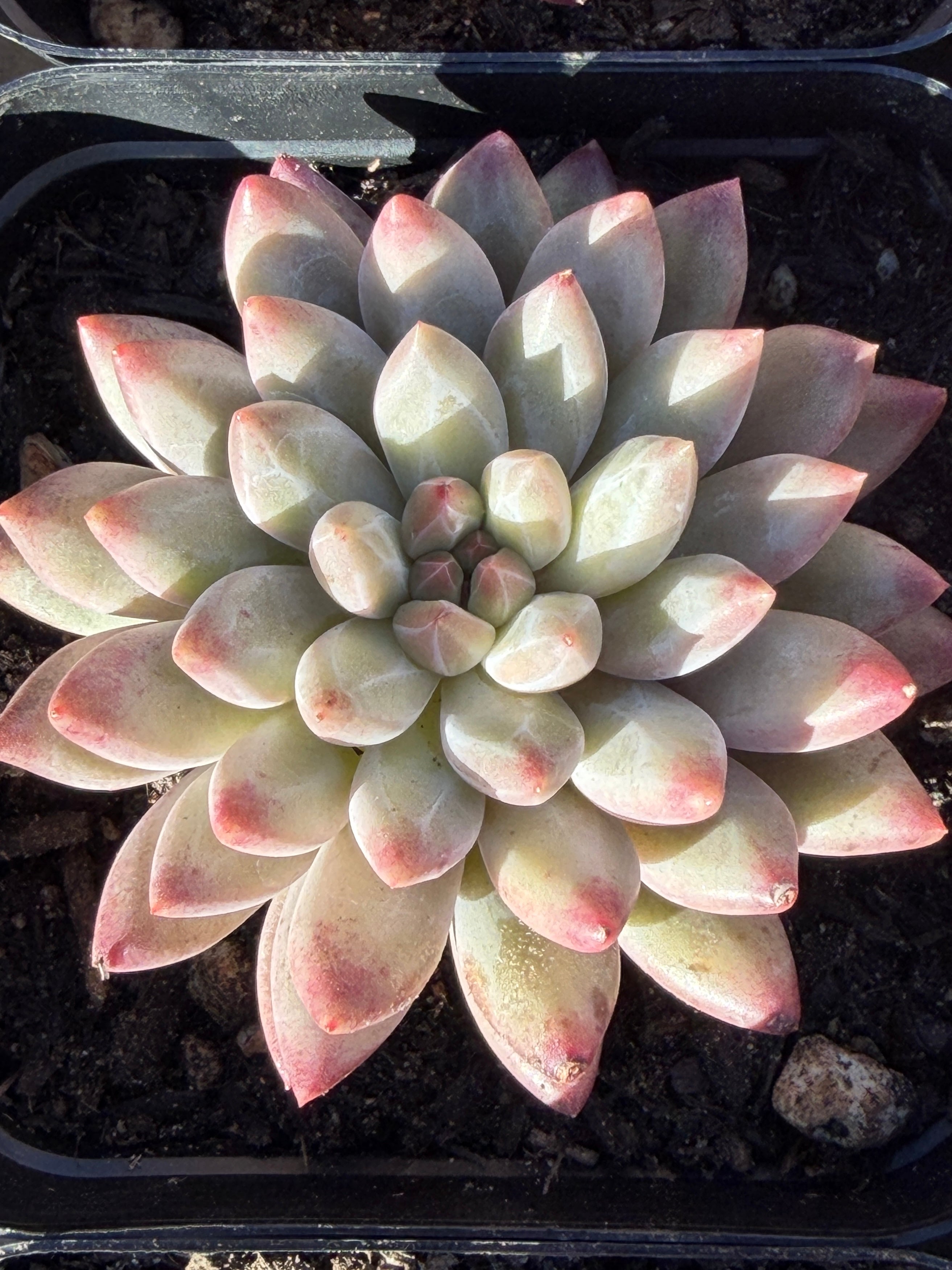 Rare Echeveria ‘Cherries’ – Imported, Acclimated & Shipped from California