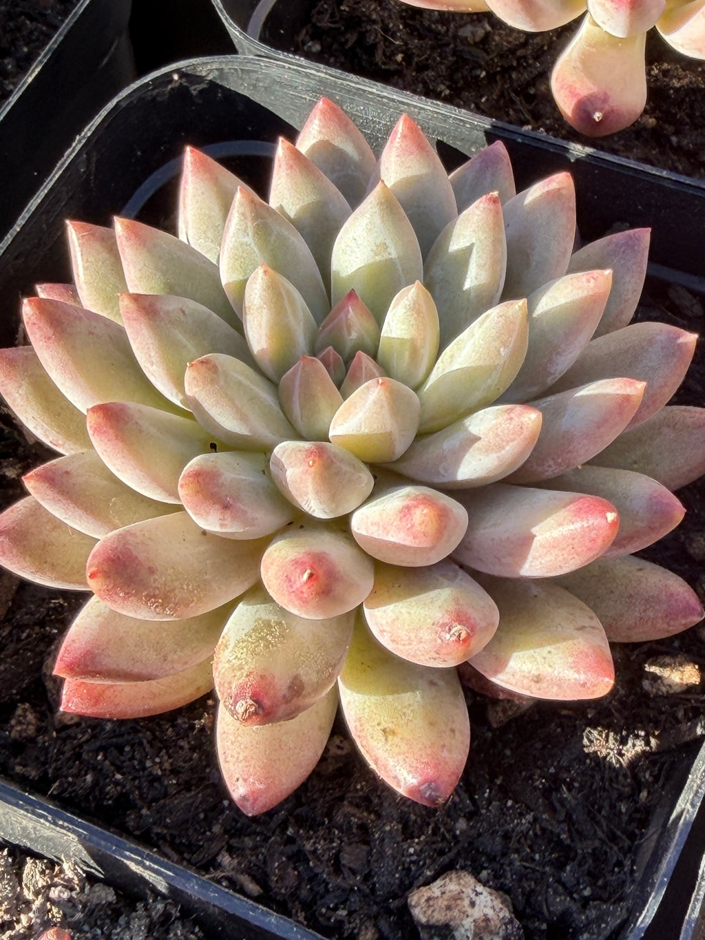 Rare Echeveria ‘Cherries’ – Imported, Acclimated & Shipped from California