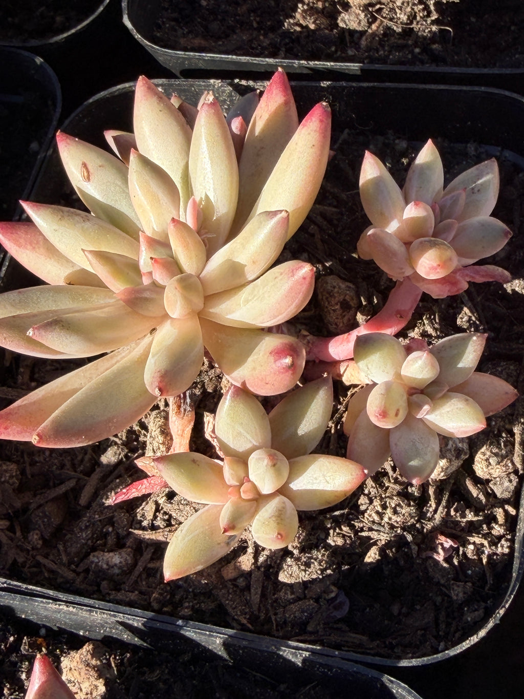 Rare Echeveria ‘Cherries’ – Imported, Acclimated & Shipped from California