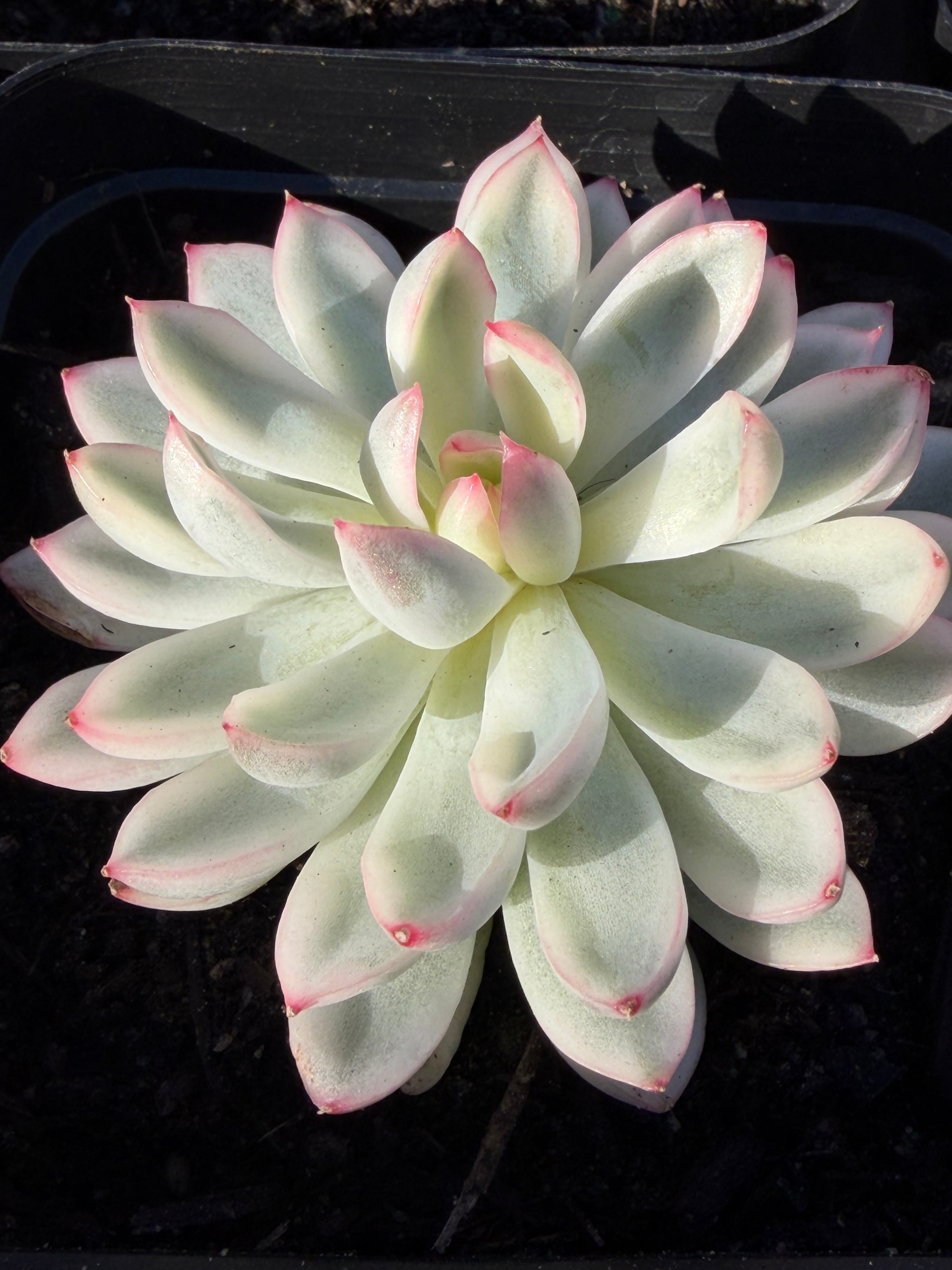 Rare Echeveria ‘Mabina’ Variegated – Premium Korean Hybrid, Imported & CA‑Acclimated