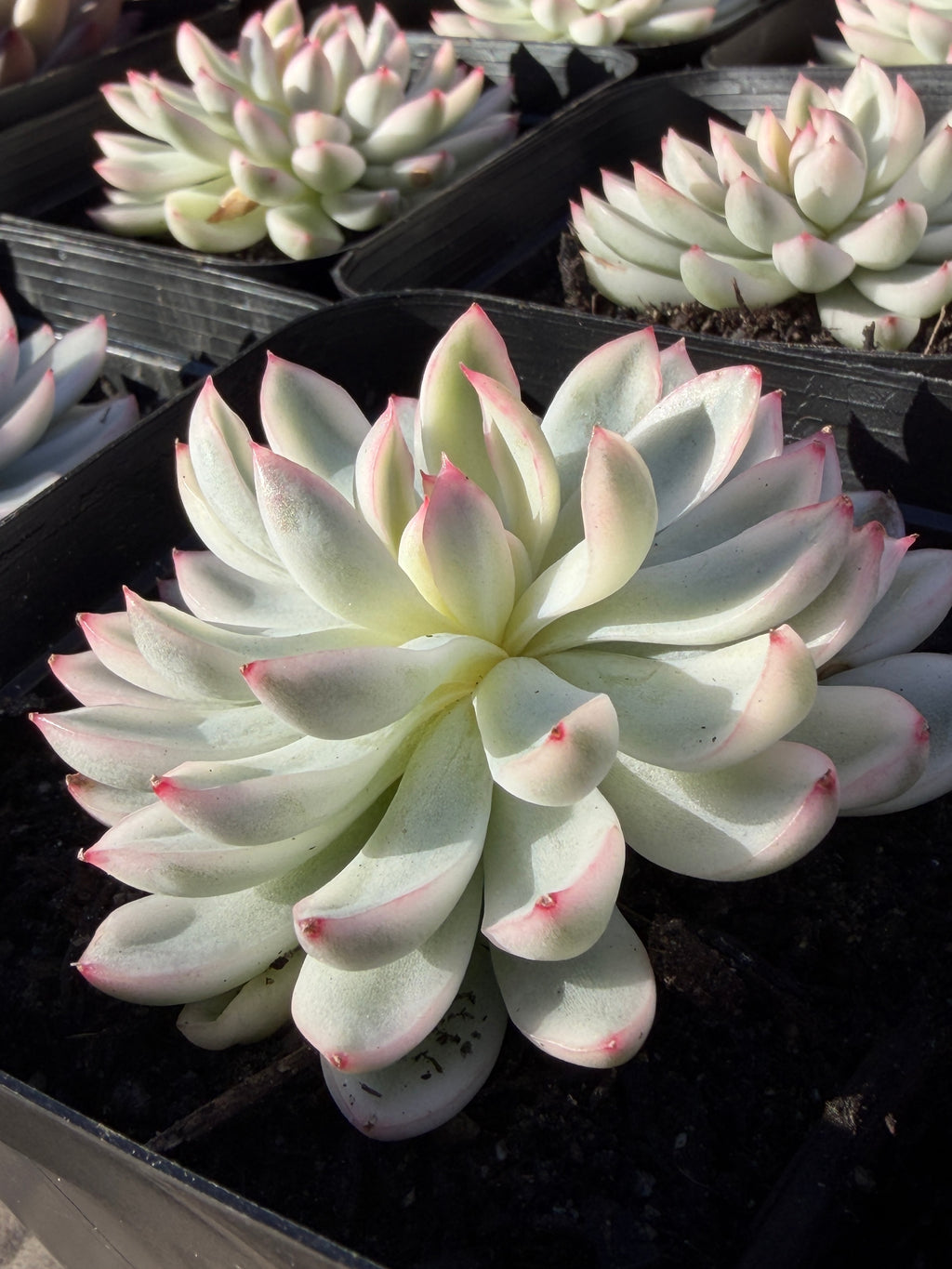 Rare Echeveria ‘Mabina’ Variegated – Premium Korean Hybrid, Imported & CA‑Acclimated