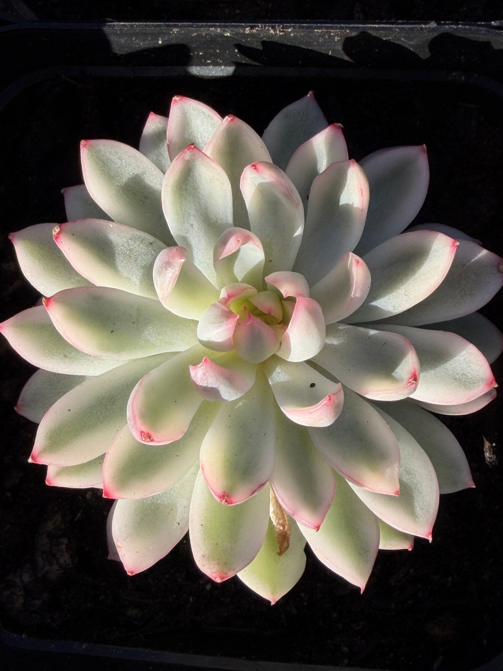Rare Echeveria ‘Mabina’ Variegated – Premium Korean Hybrid, Imported & CA‑Acclimated