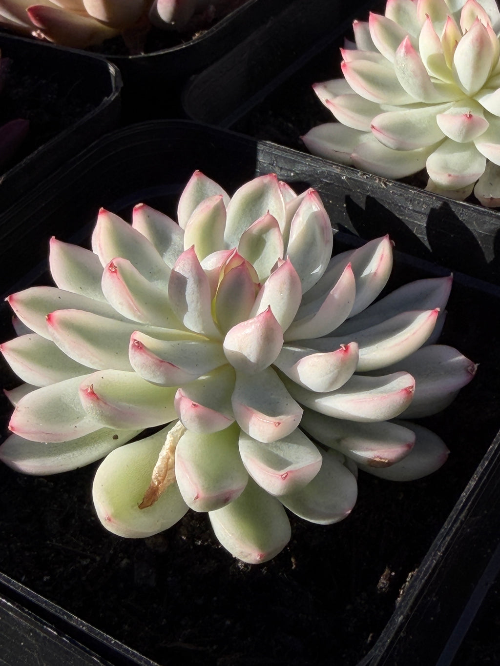 Rare Echeveria ‘Mabina’ Variegated – Premium Korean Hybrid, Imported & CA‑Acclimated