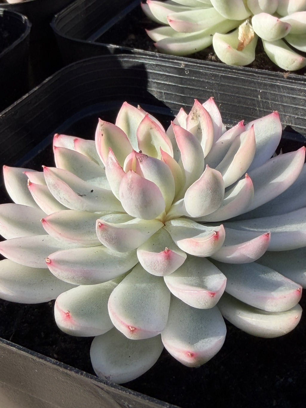 Rare Echeveria ‘Mabina’ Variegated – Premium Korean Hybrid, Imported & CA‑Acclimated