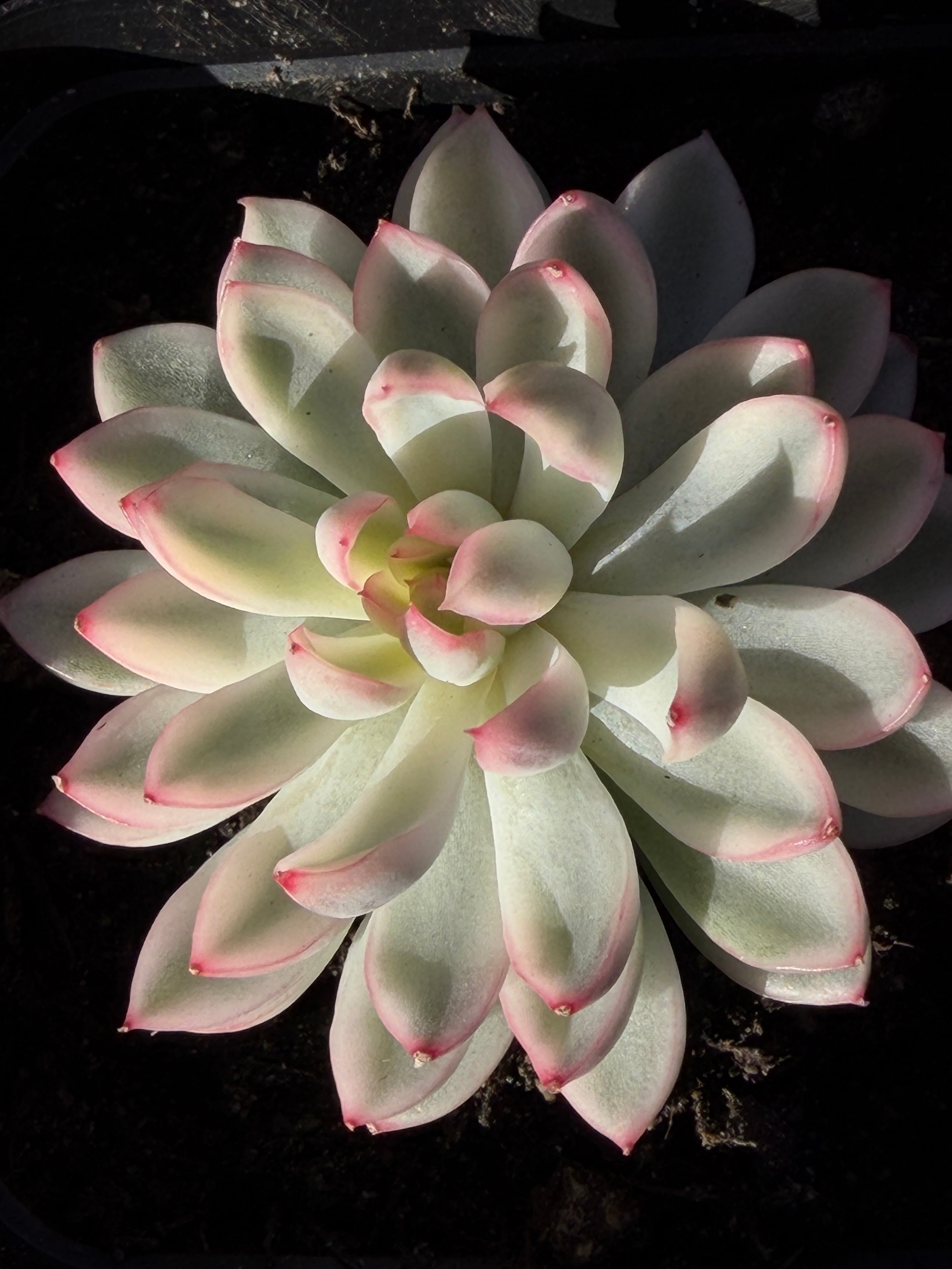 Rare Echeveria ‘Mabina’ Variegated – Premium Korean Hybrid, Imported & CA‑Acclimated