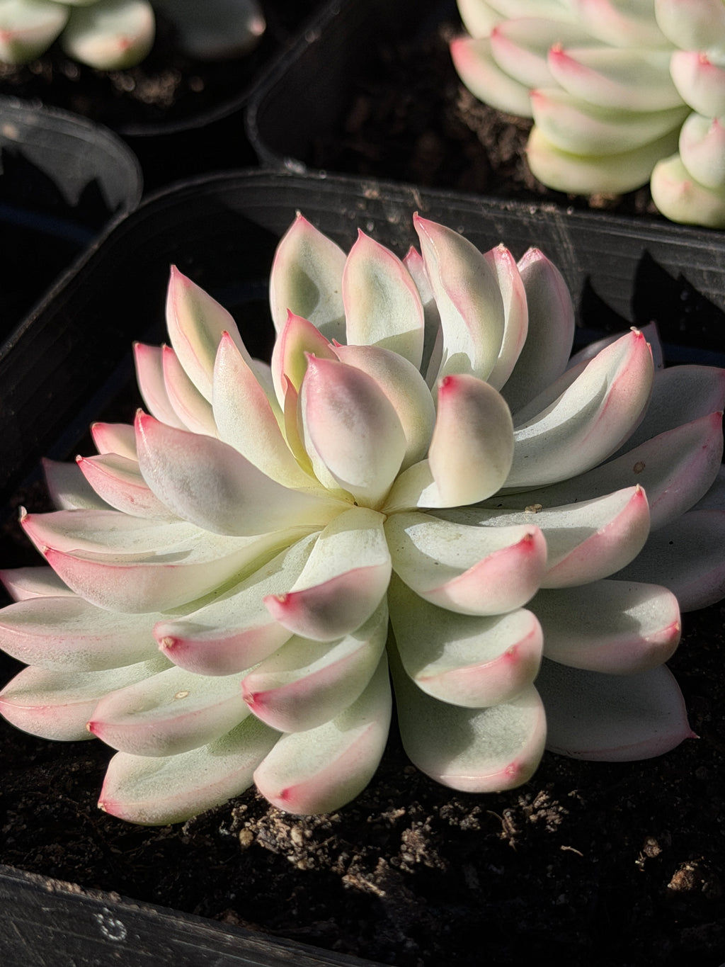Rare Echeveria ‘Mabina’ Variegated – Premium Korean Hybrid, Imported & CA‑Acclimated