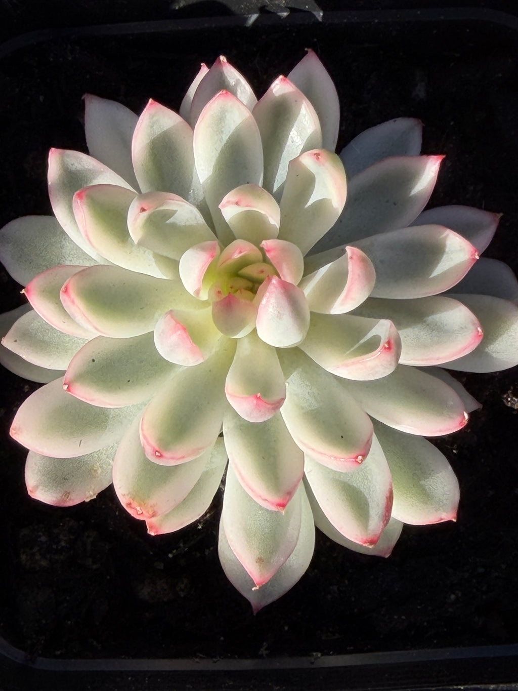 Rare Echeveria ‘Mabina’ Variegated – Premium Korean Hybrid, Imported & CA‑Acclimated