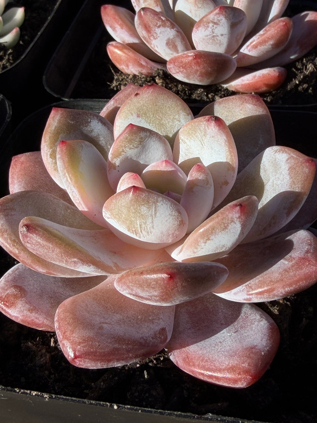 Echeveria ‘Monroe’ – Rare Korean Hybrid, USDA‑APHIS Approved & CA‑Acclimated