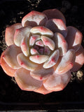 Echeveria ‘Monroe’ – Rare Korean Hybrid, USDA‑APHIS Approved & CA‑Acclimated