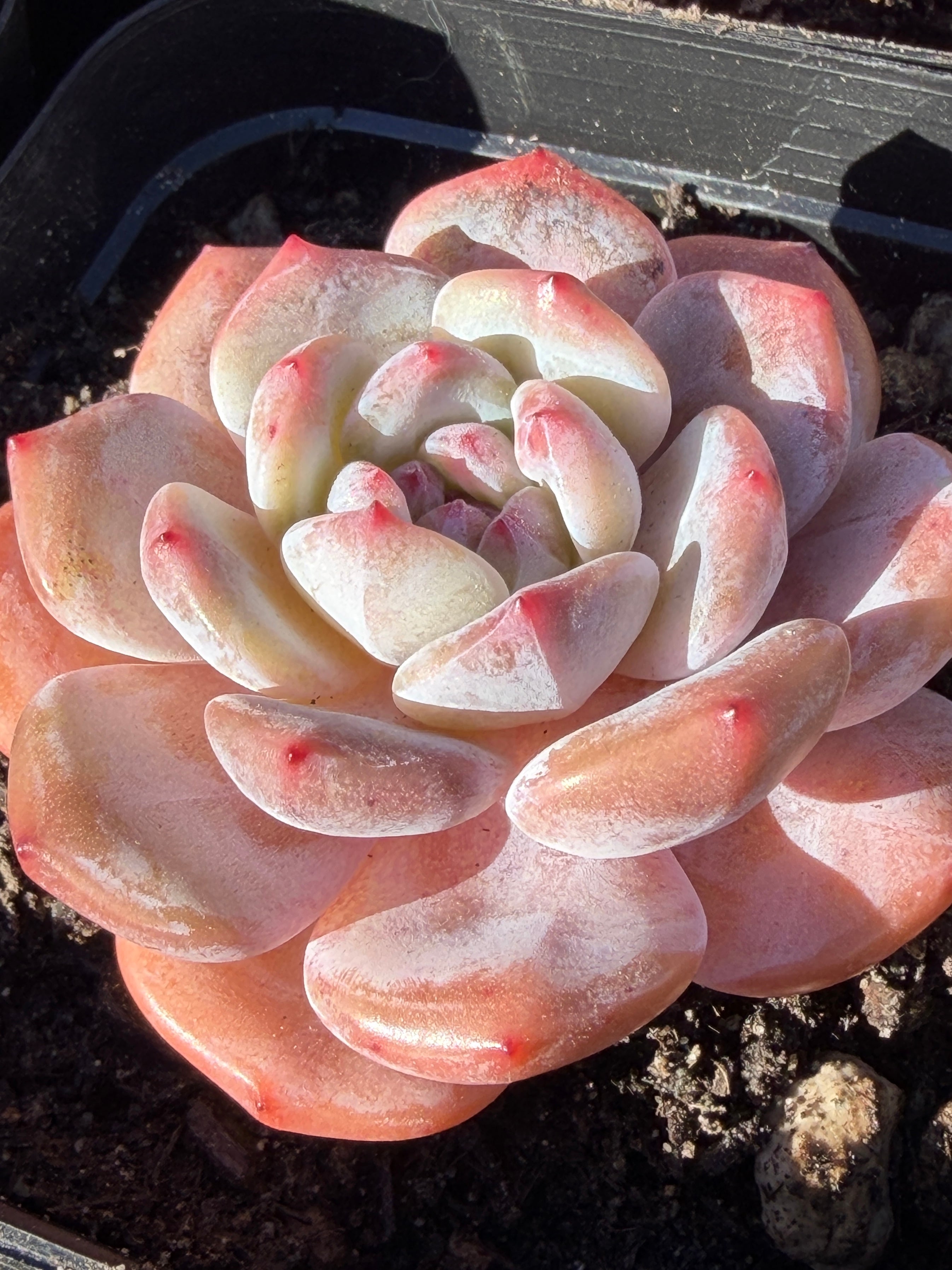 Echeveria ‘Monroe’ – Rare Korean Hybrid, USDA‑APHIS Approved & CA‑Acclimated
