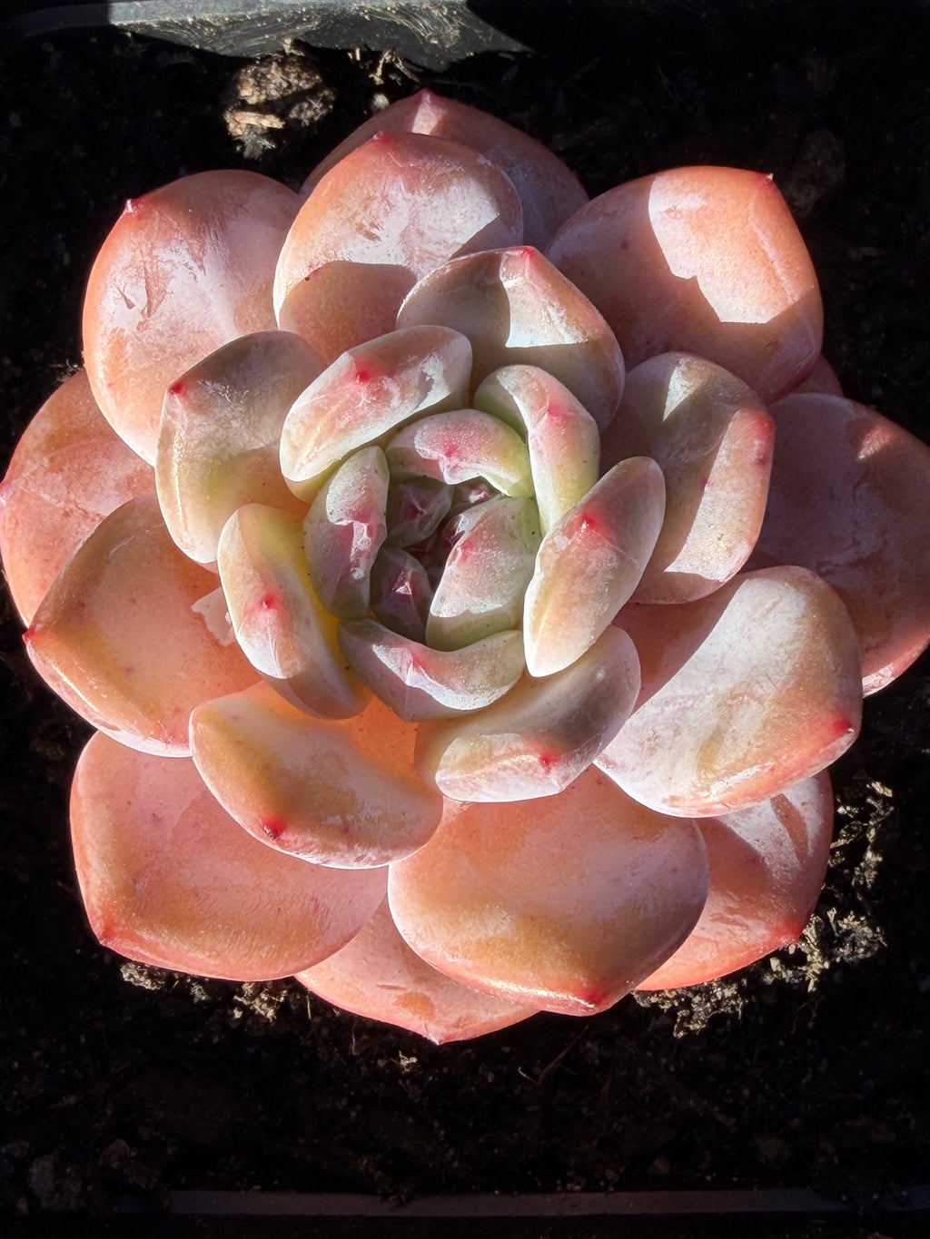 Echeveria ‘Monroe’ – Rare Korean Hybrid, USDA‑APHIS Approved & CA‑Acclimated
