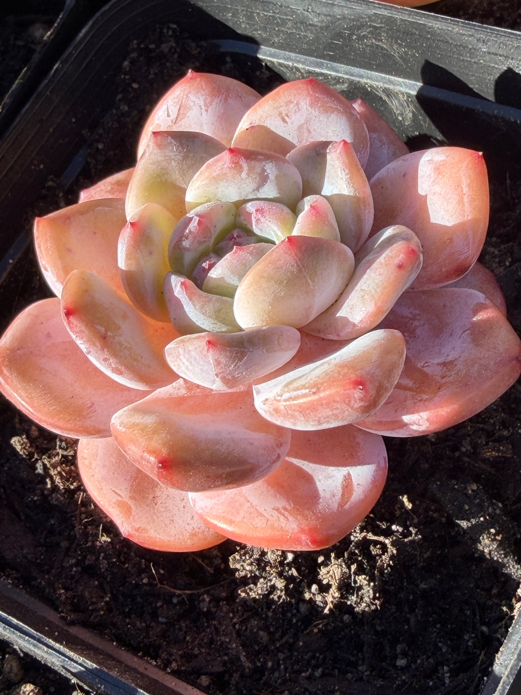 Echeveria ‘Monroe’ – Rare Korean Hybrid, USDA‑APHIS Approved & CA‑Acclimated