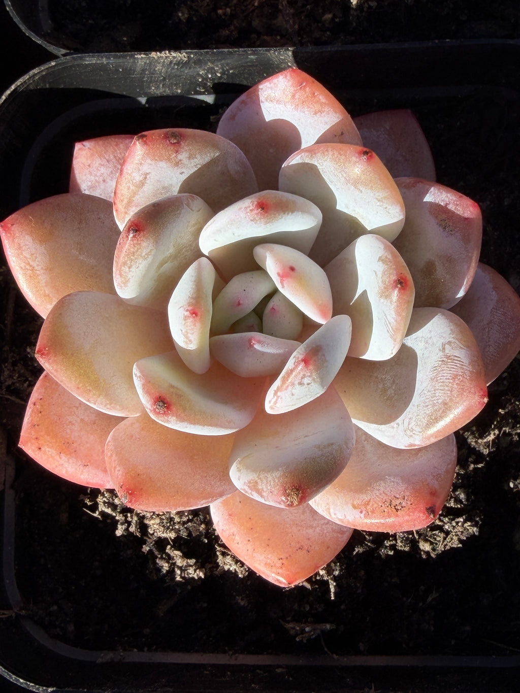 Echeveria ‘Monroe’ – Rare Korean Hybrid, USDA‑APHIS Approved & CA‑Acclimated