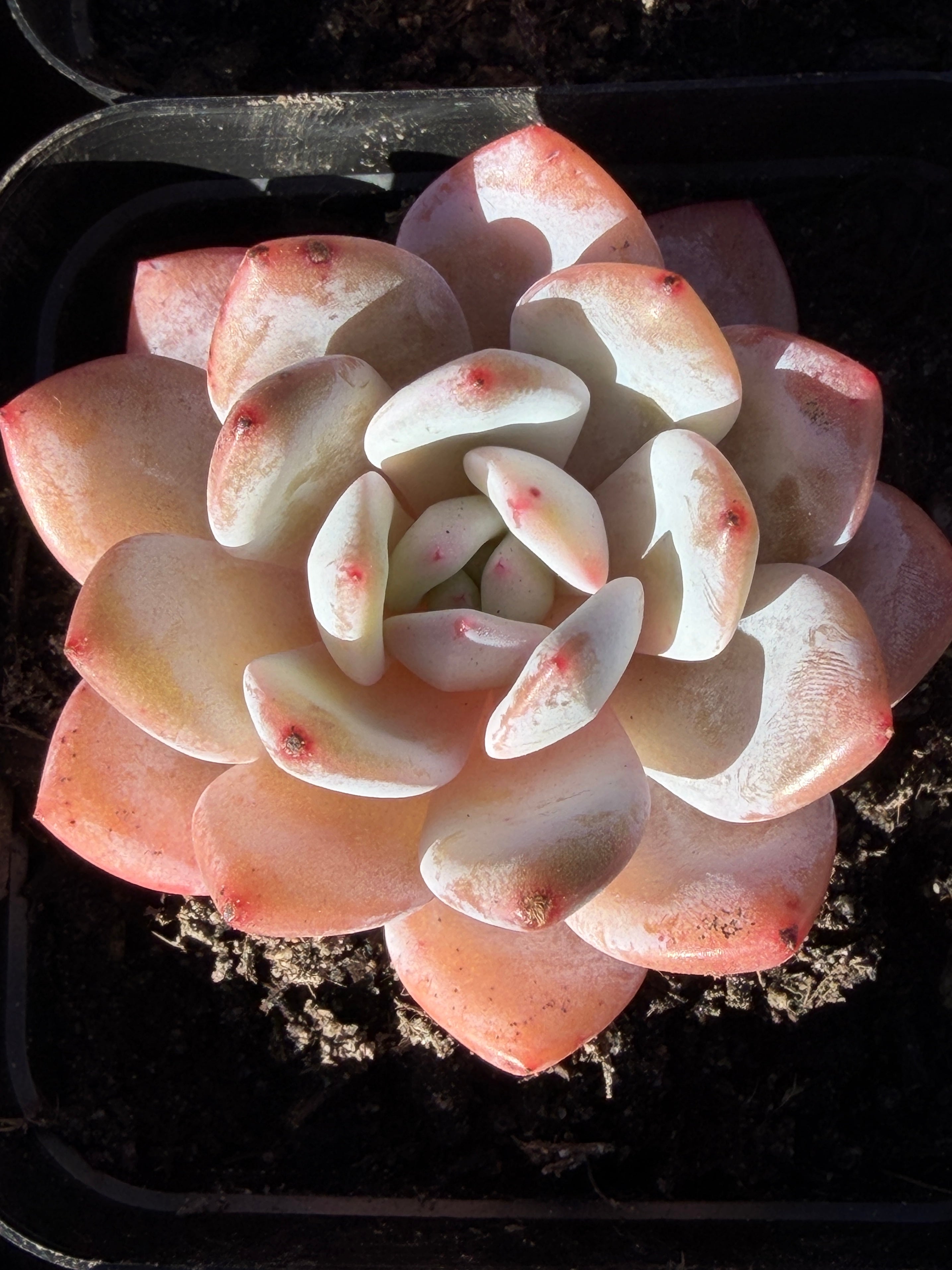 Echeveria ‘Monroe’ – Rare Korean Hybrid, USDA‑APHIS Approved & CA‑Acclimated