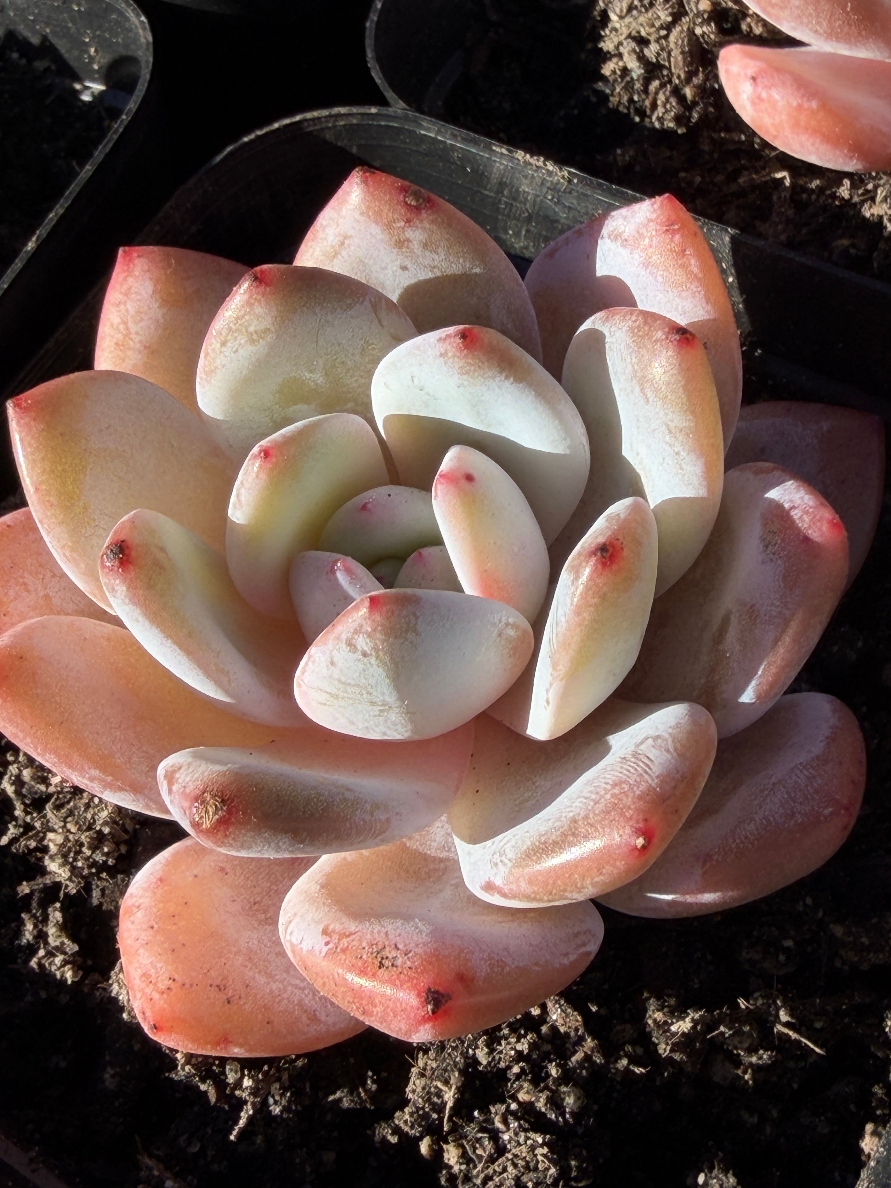 Echeveria ‘Monroe’ – Rare Korean Hybrid, USDA‑APHIS Approved & CA‑Acclimated