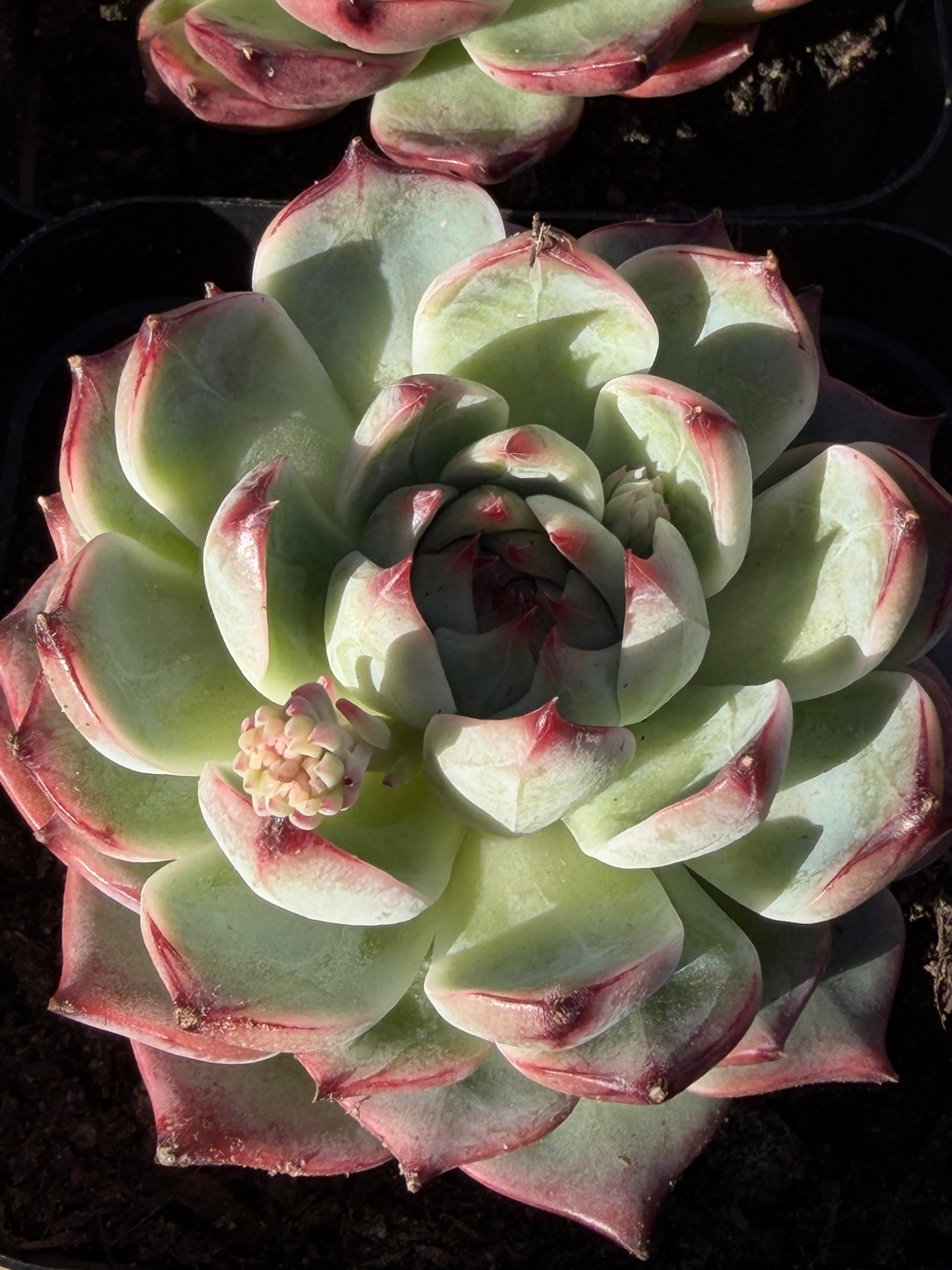 Echeveria chihuahensis – Premium Collector Succulent, USDA‑APHIS Approved & CA‑Acclimated