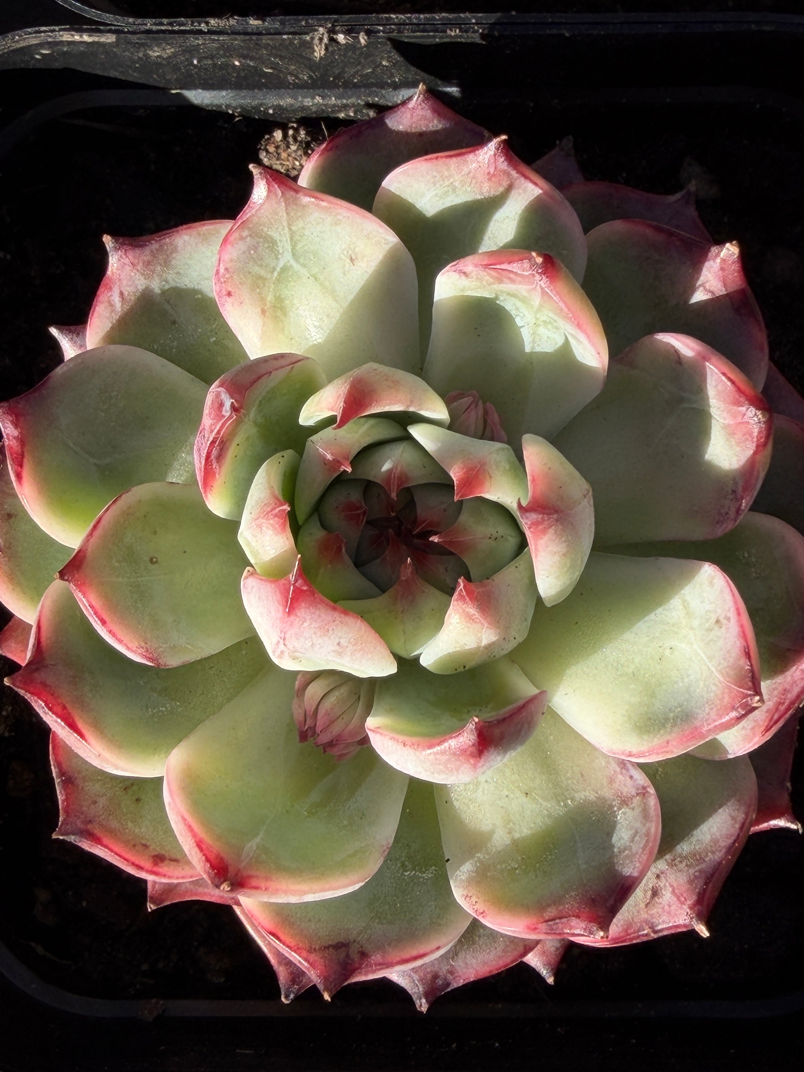 Echeveria chihuahensis – Premium Collector Succulent, USDA‑APHIS Approved & CA‑Acclimated