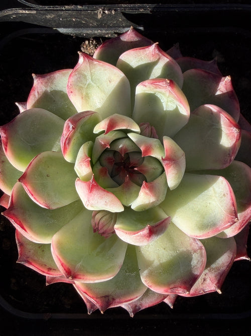 Echeveria chihuahensis – Premium Collector Succulent, USDA‑APHIS Approved & CA‑Acclimated