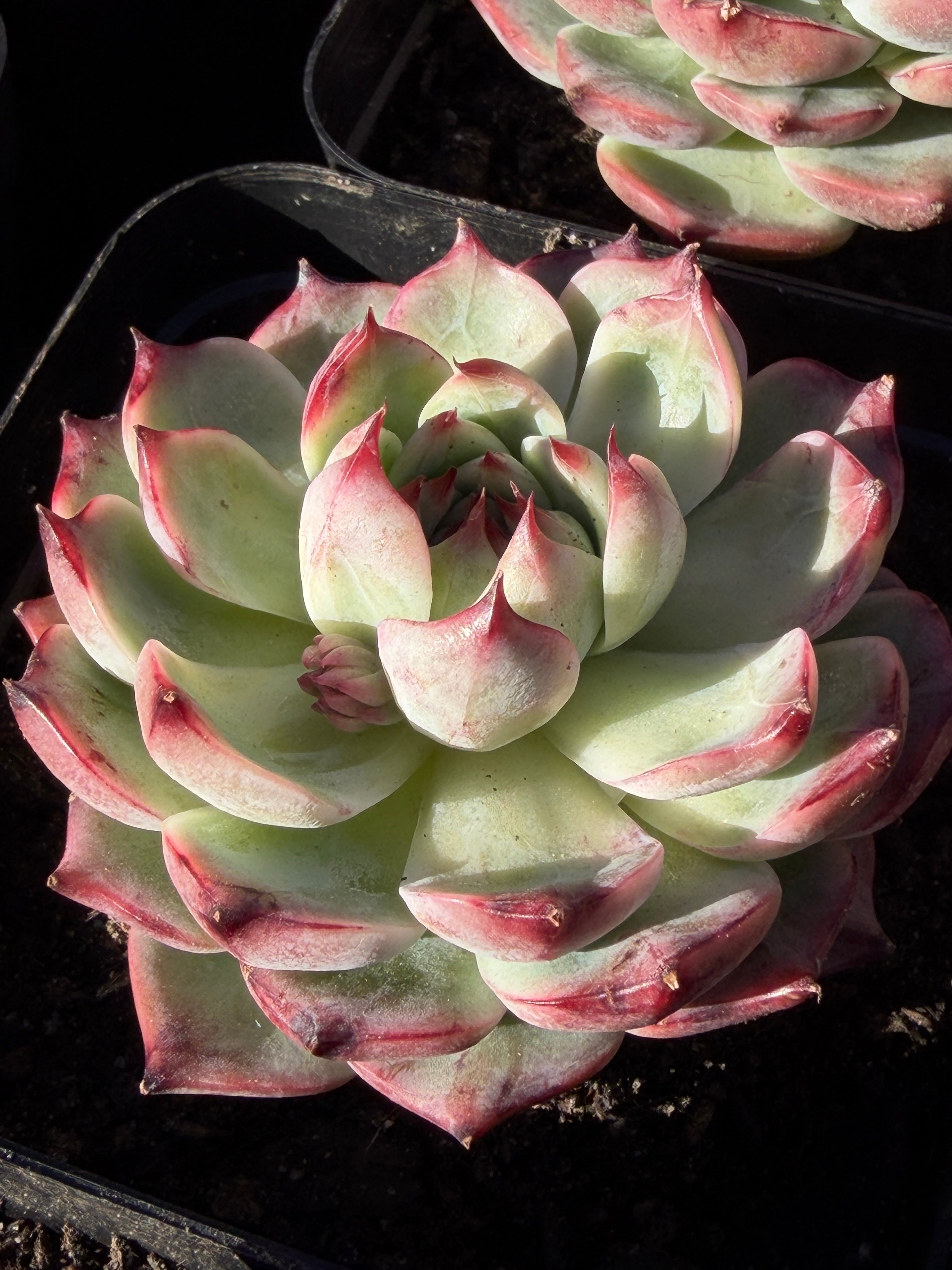 Echeveria chihuahensis – Premium Collector Succulent, USDA‑APHIS Approved & CA‑Acclimated
