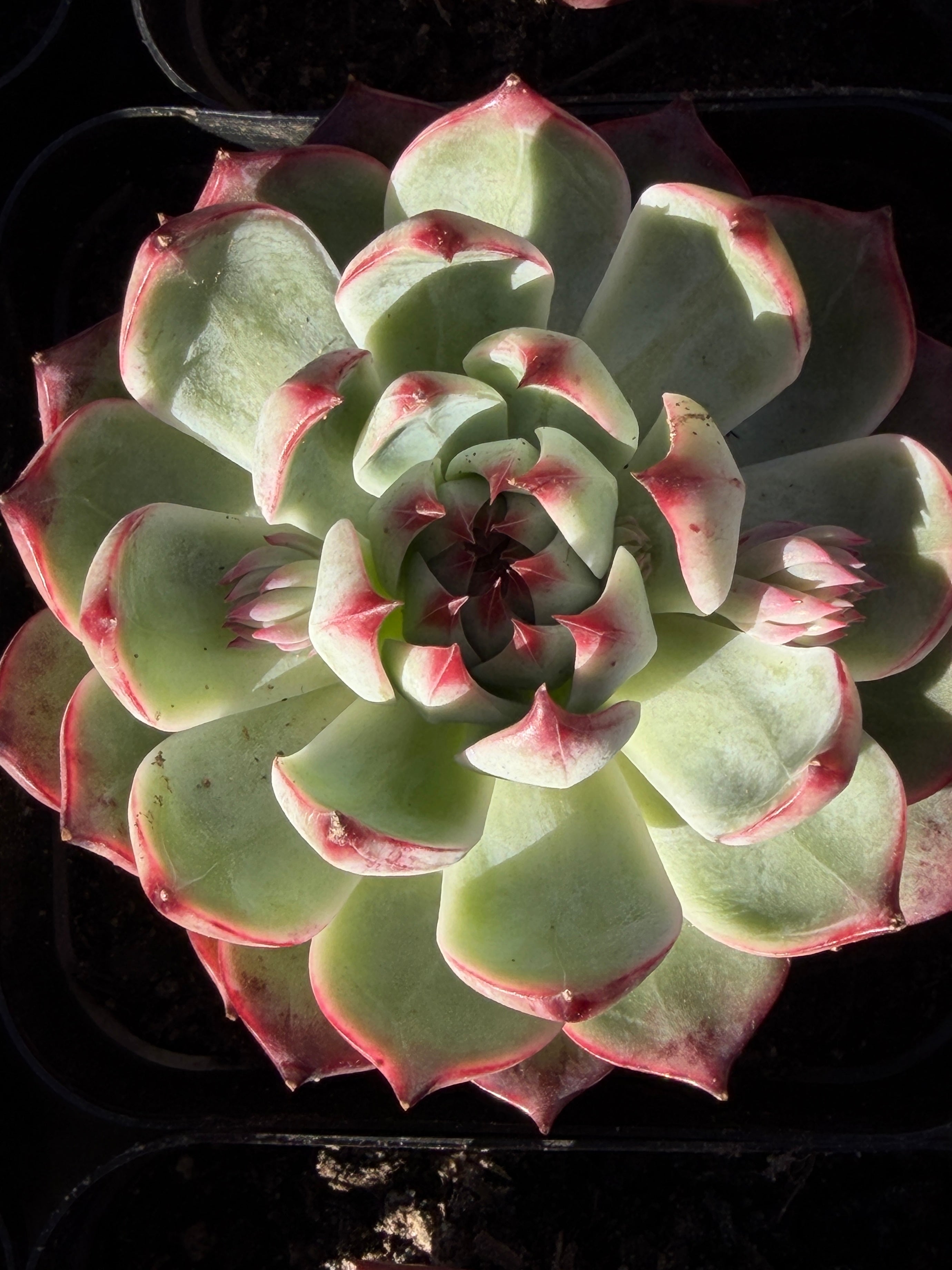 Echeveria chihuahensis – Premium Collector Succulent, USDA‑APHIS Approved & CA‑Acclimated