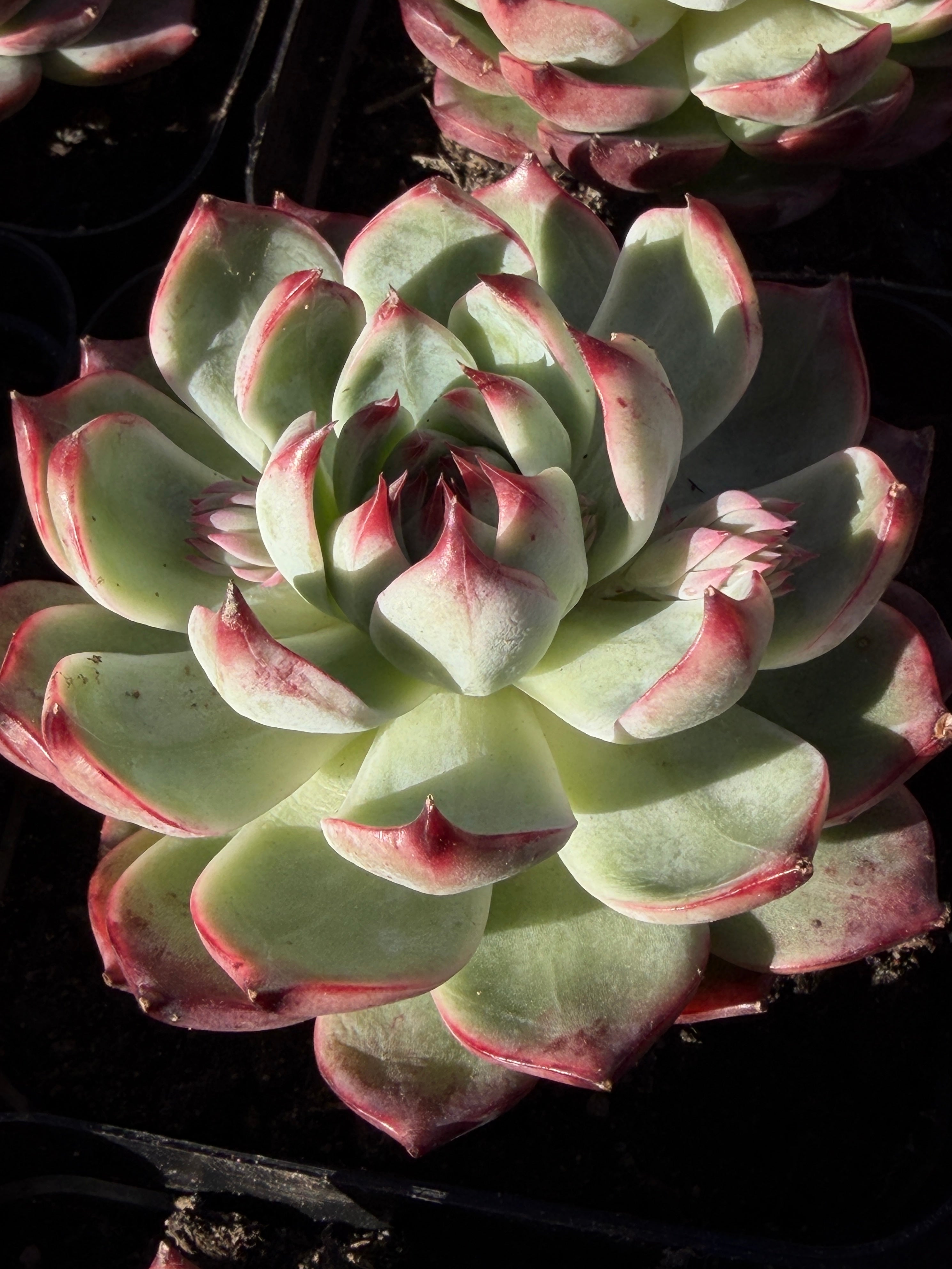 Echeveria chihuahensis – Premium Collector Succulent, USDA‑APHIS Approved & CA‑Acclimated