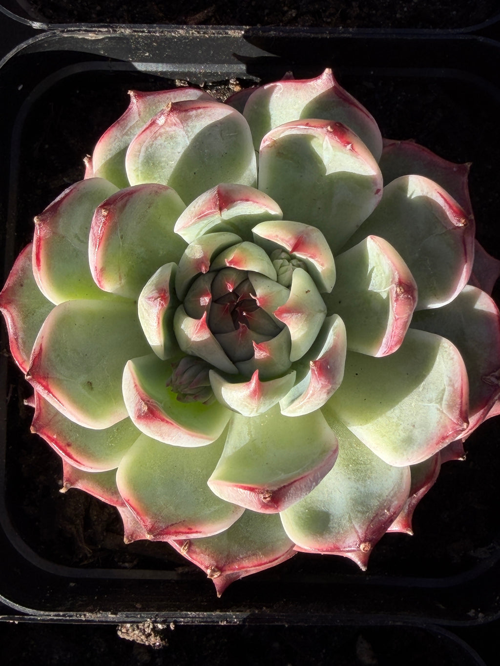Echeveria chihuahensis – Premium Collector Succulent, USDA‑APHIS Approved & CA‑Acclimated