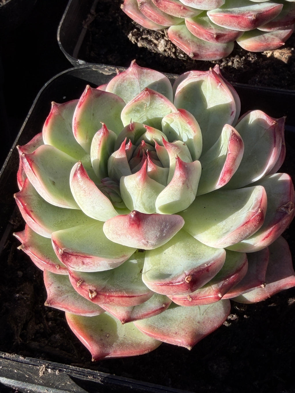 Echeveria chihuahensis – Premium Collector Succulent, USDA‑APHIS Approved & CA‑Acclimated
