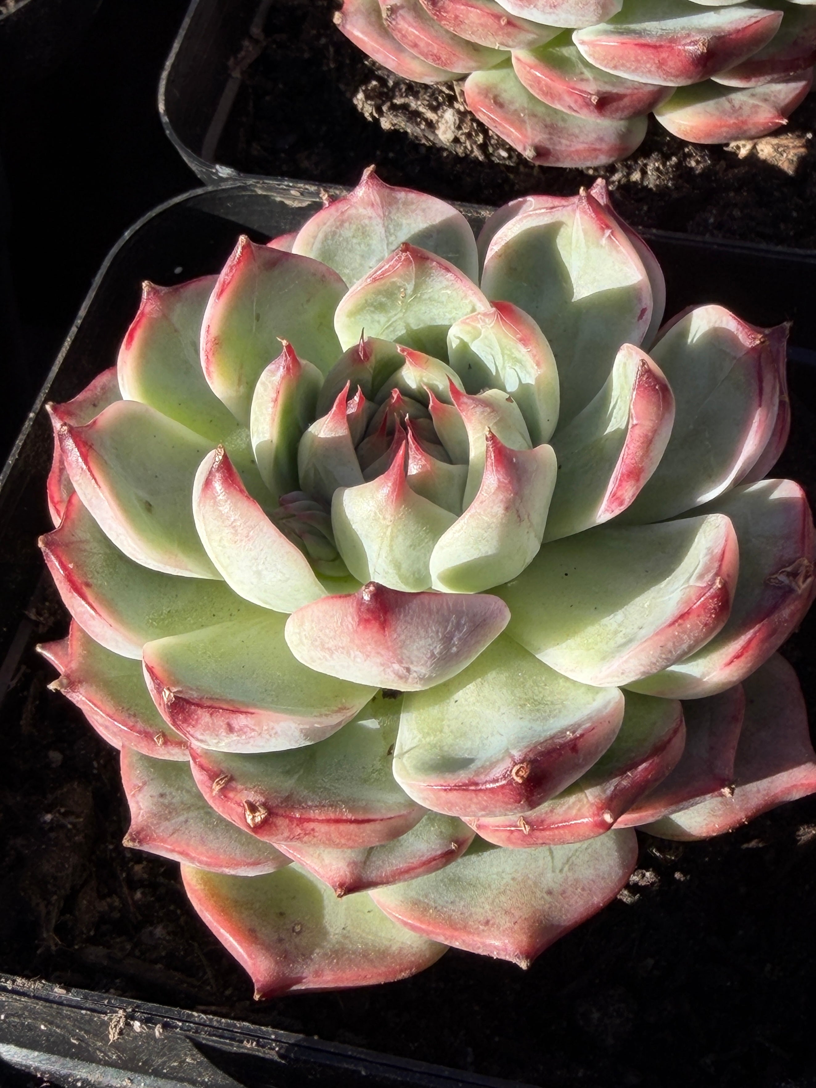 Echeveria chihuahensis – Premium Collector Succulent, USDA‑APHIS Approved & CA‑Acclimated