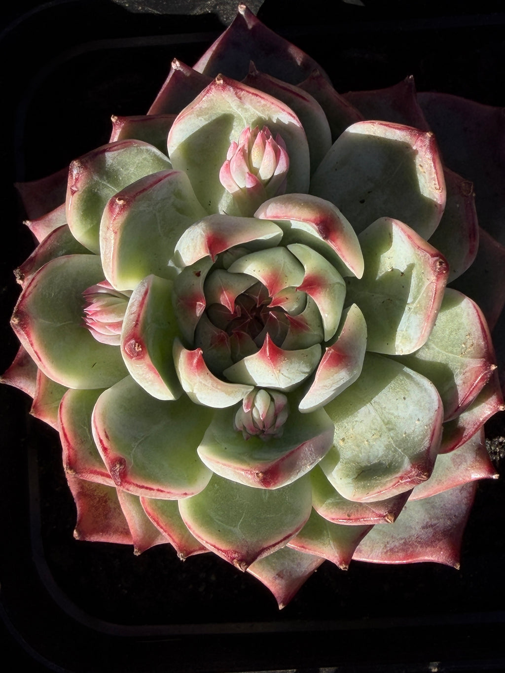 Echeveria chihuahensis – Premium Collector Succulent, USDA‑APHIS Approved & CA‑Acclimated
