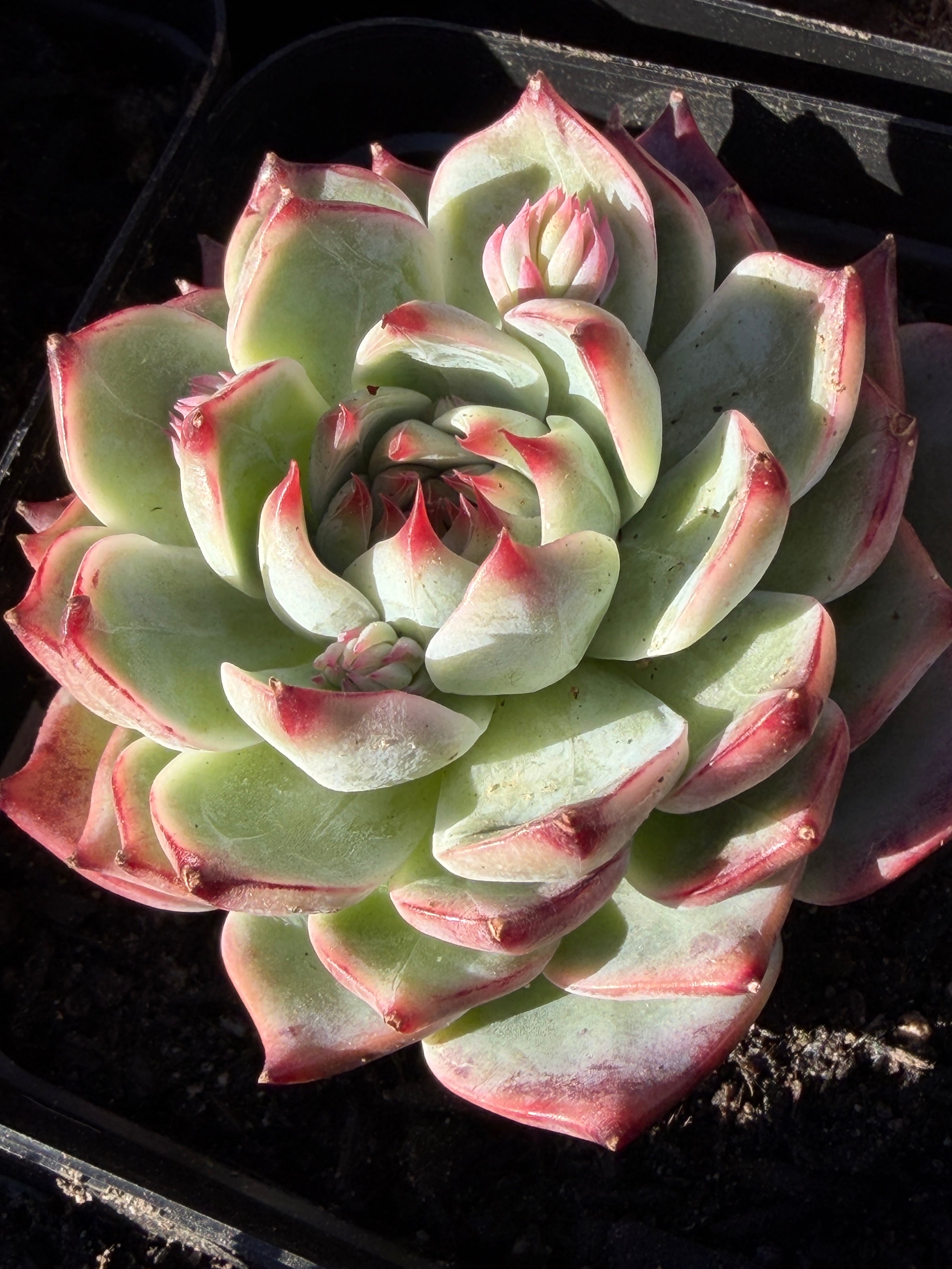 Echeveria chihuahensis – Premium Collector Succulent, USDA‑APHIS Approved & CA‑Acclimated