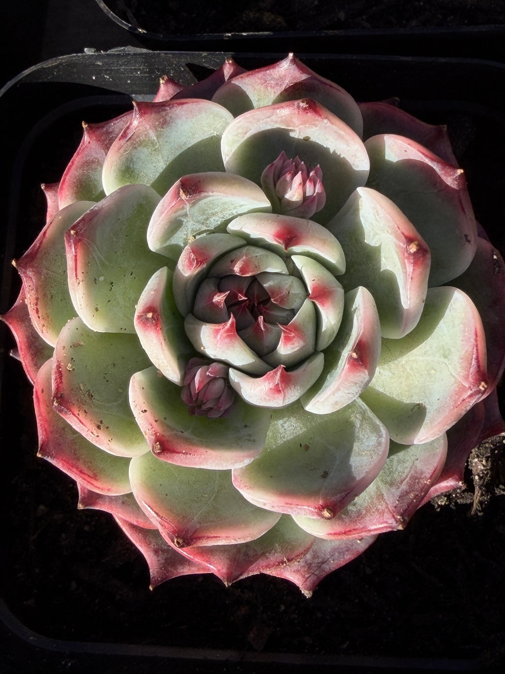 Echeveria chihuahensis – Premium Collector Succulent, USDA‑APHIS Approved & CA‑Acclimated